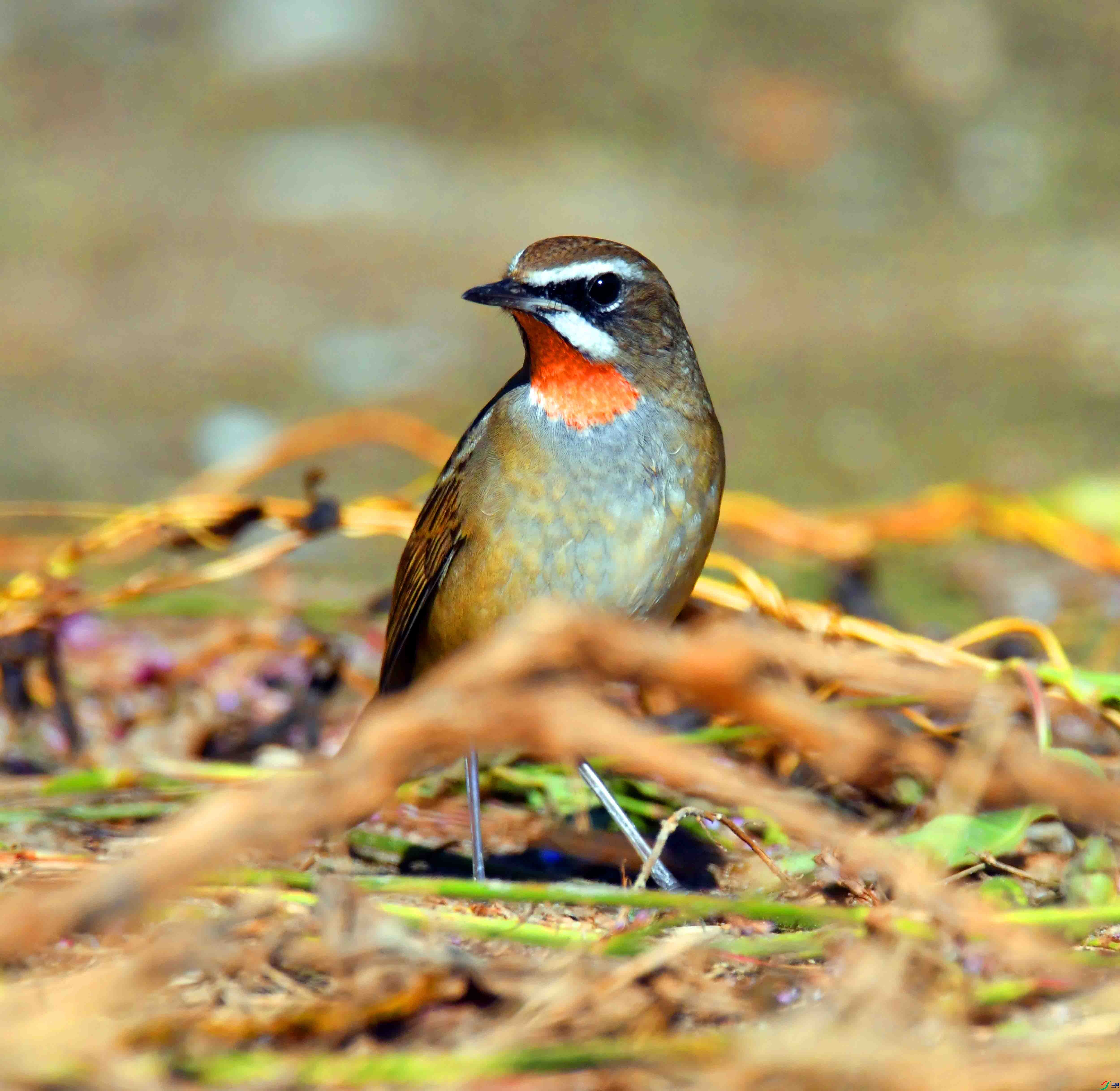 DSC_4611.JPG