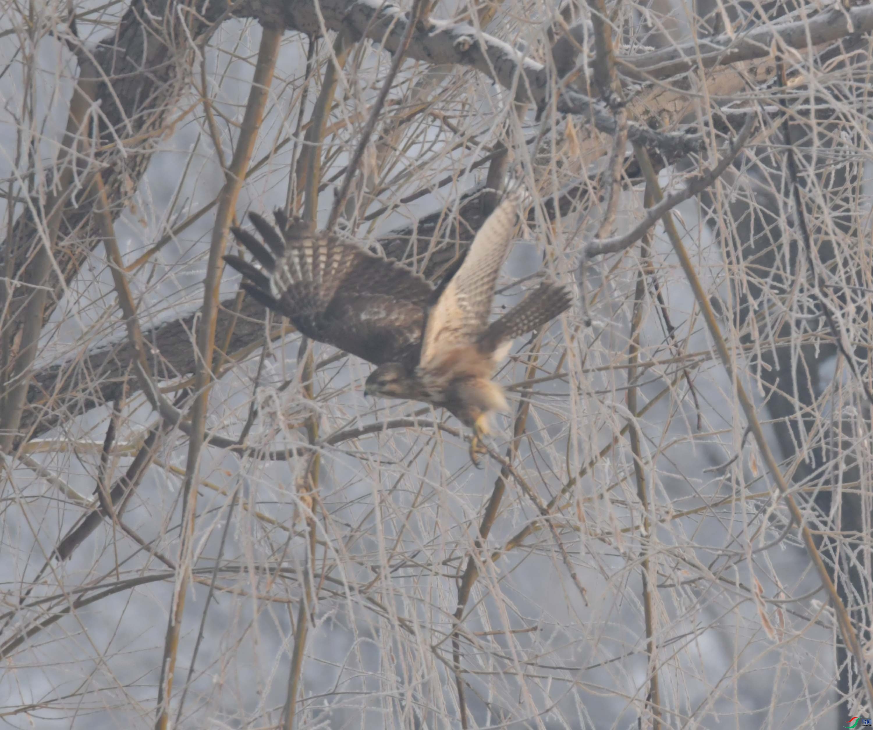 DSC_5132.JPG