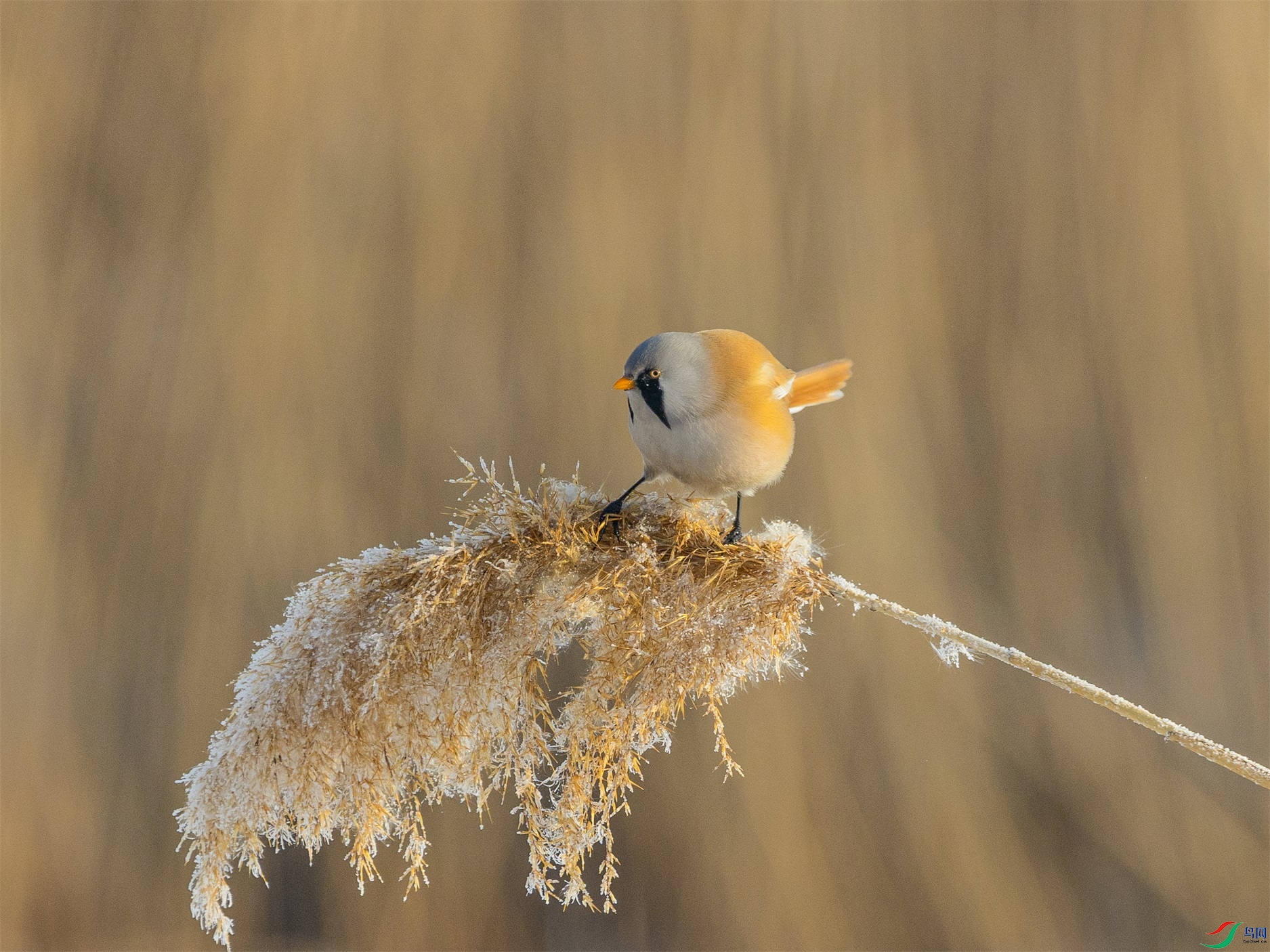 1K3A7964 ����1.jpg