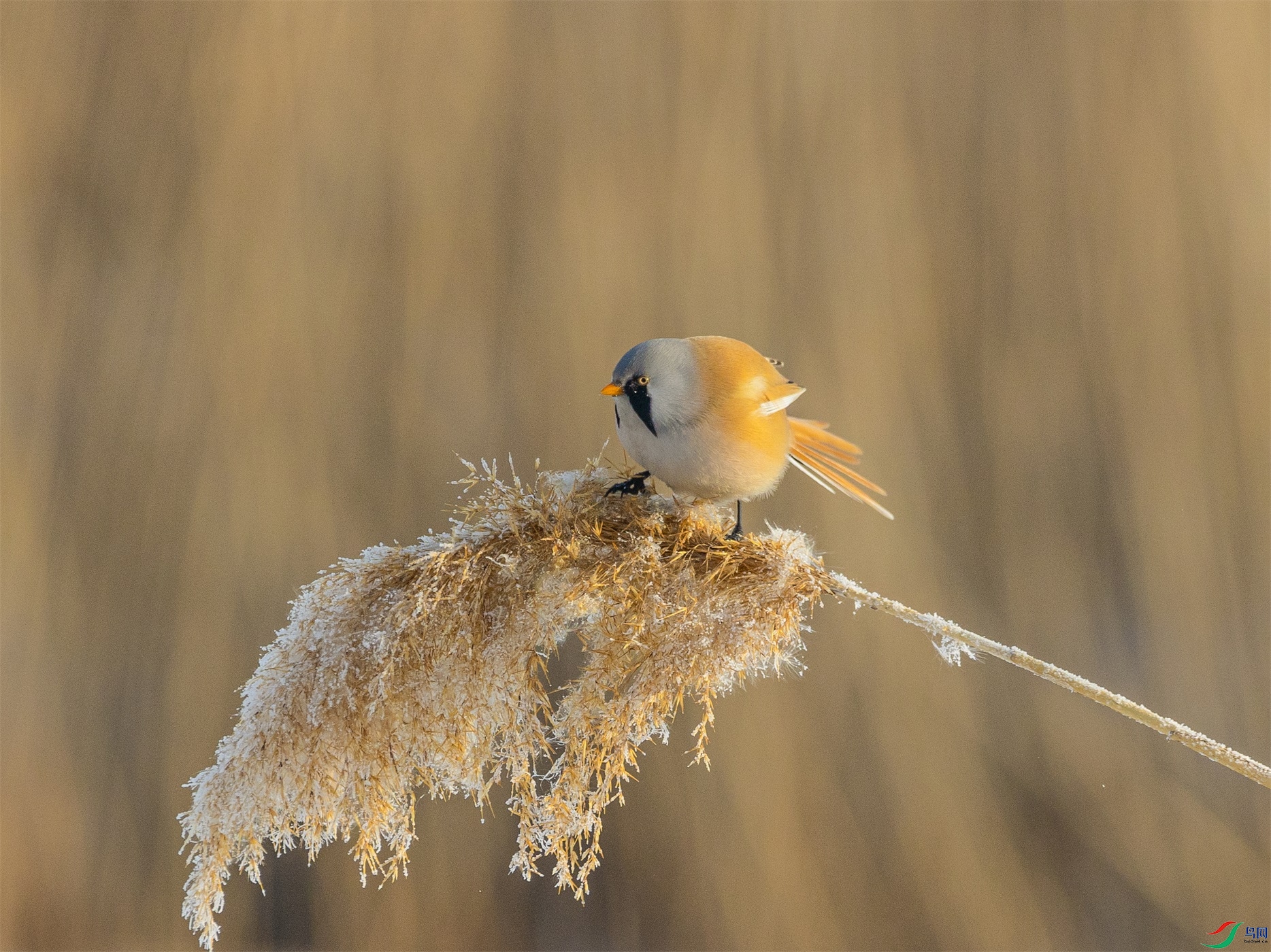 1K3A7965 ����1.jpg