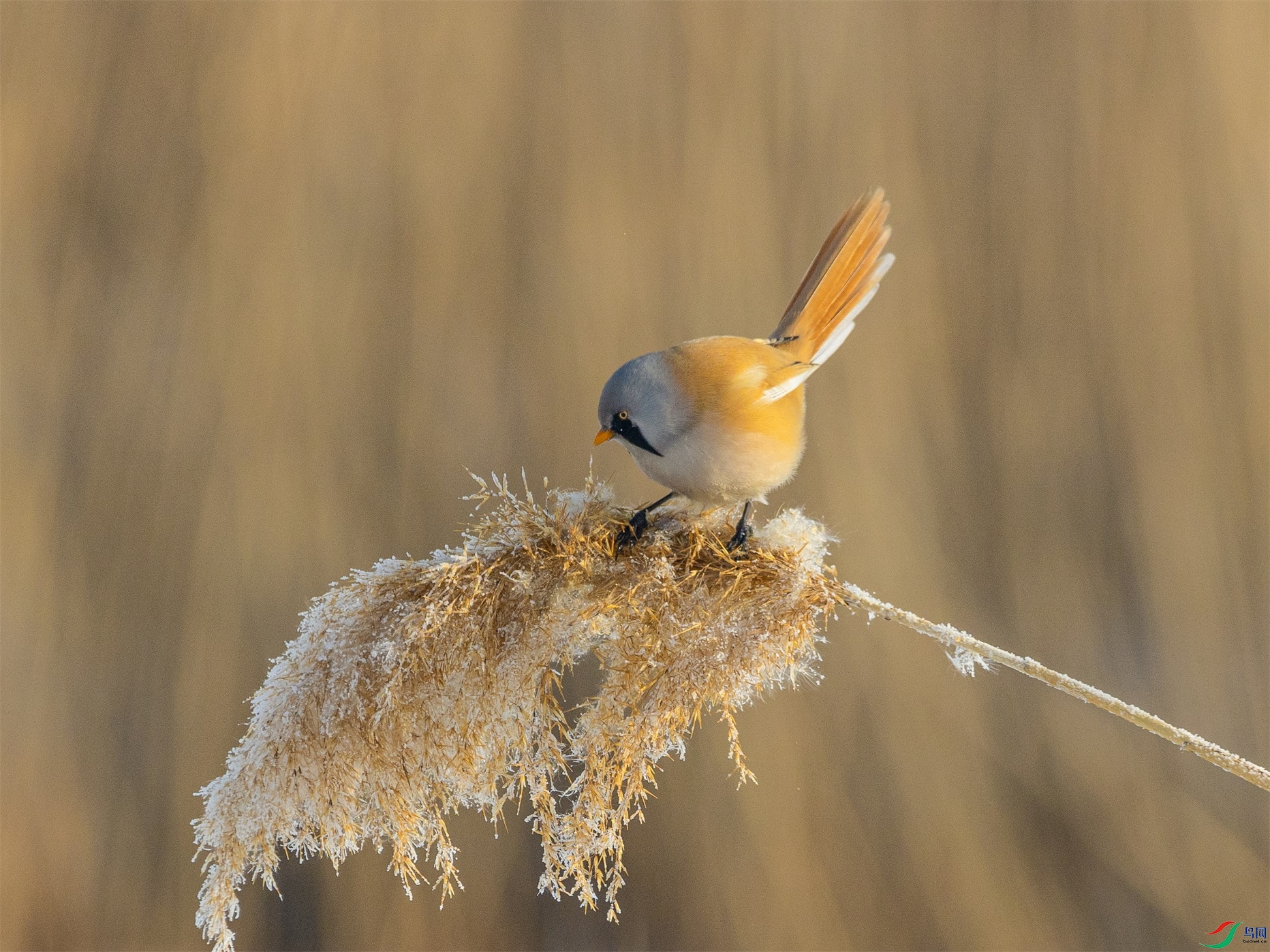 1K3A7968 ����1.jpg