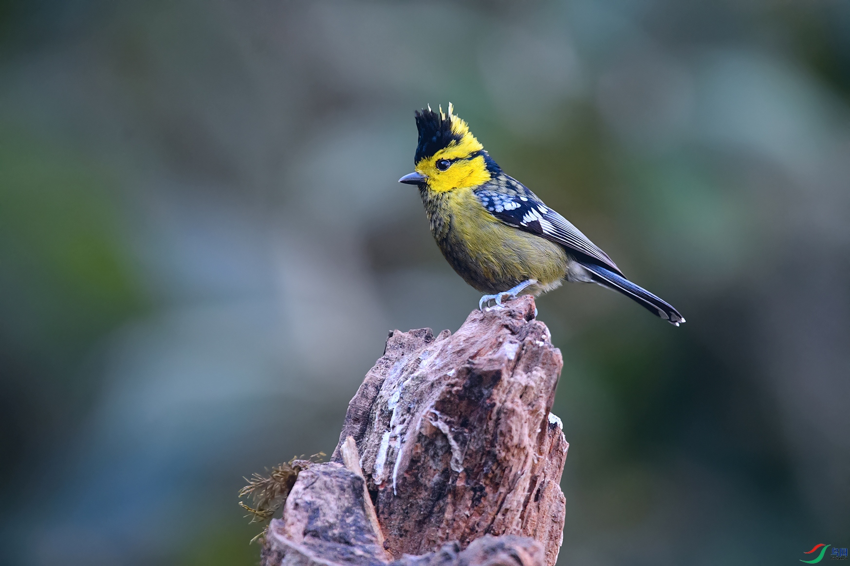 DSC_9670aa.jpg