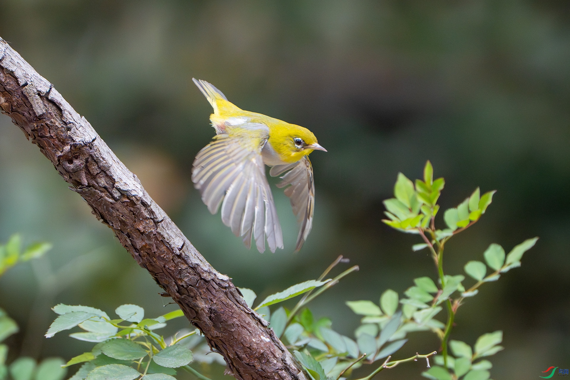 DSC04242-����ǿ-NR ����.jpg