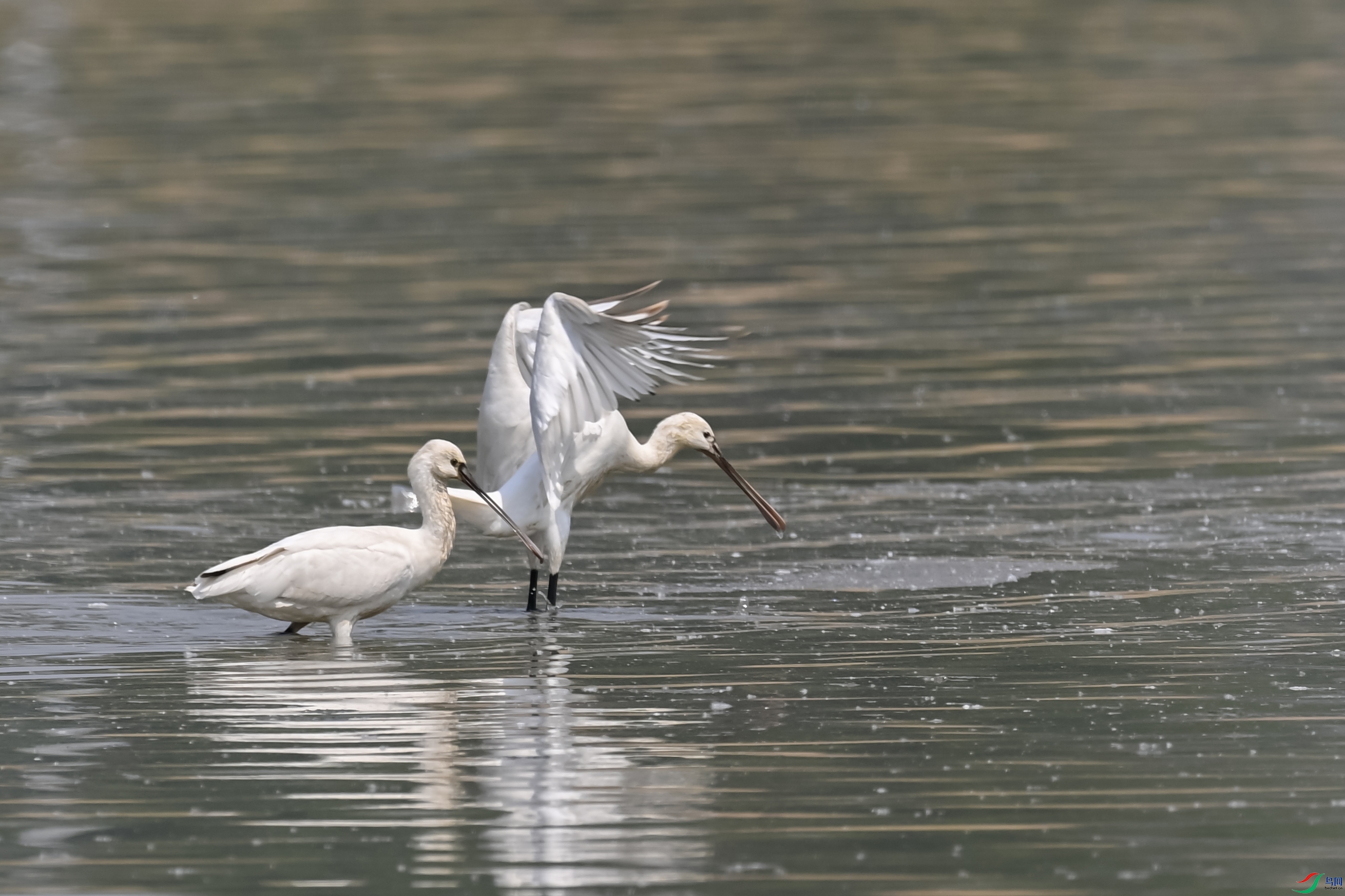 DSC_5196 ����.jpg