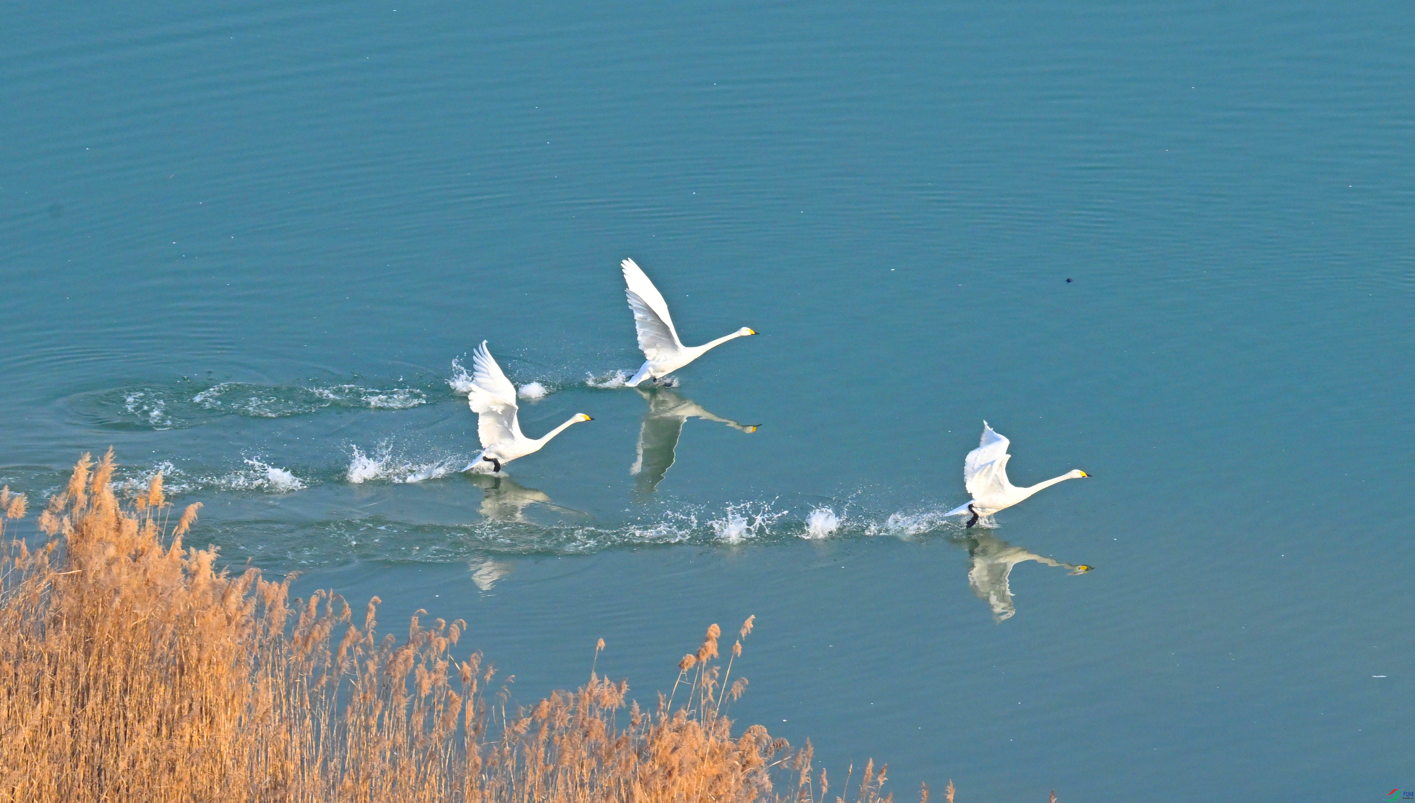 DSC_3535 ����.jpg