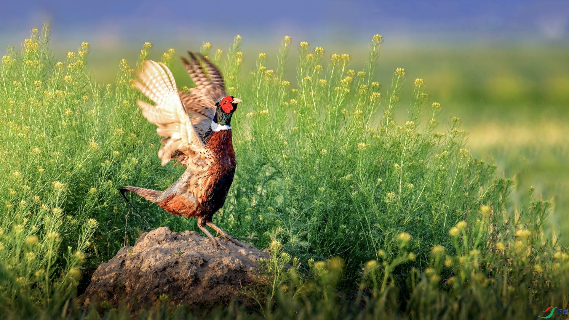 1-3_XXL8583 ���� 2.jpeg