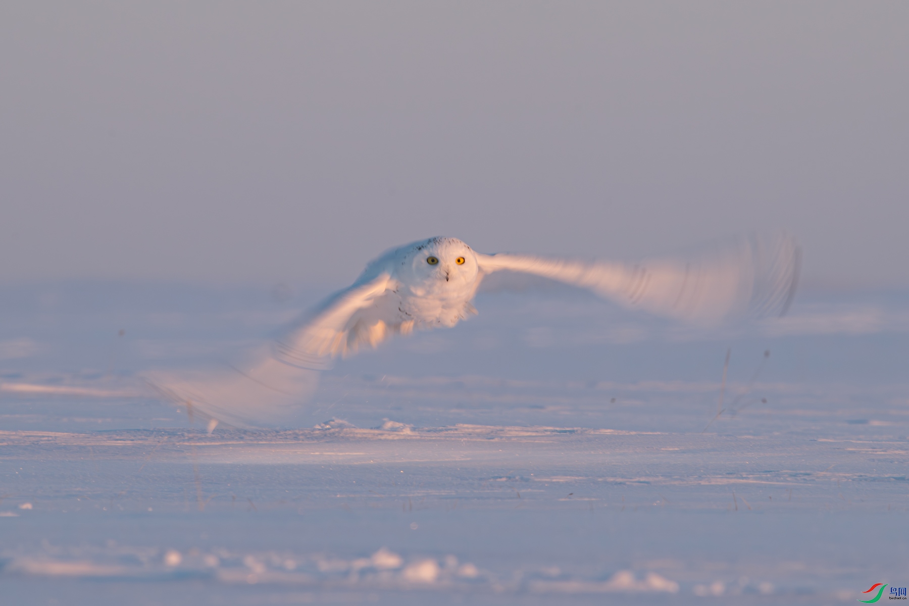 _DSC4941.jpg