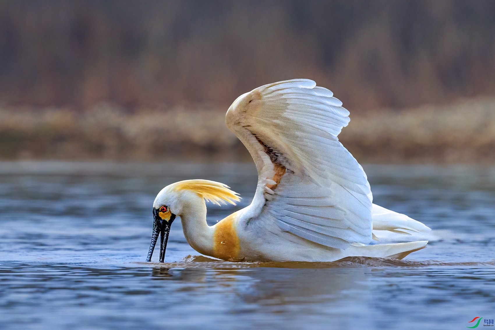 ��������_J1R1931.jpg