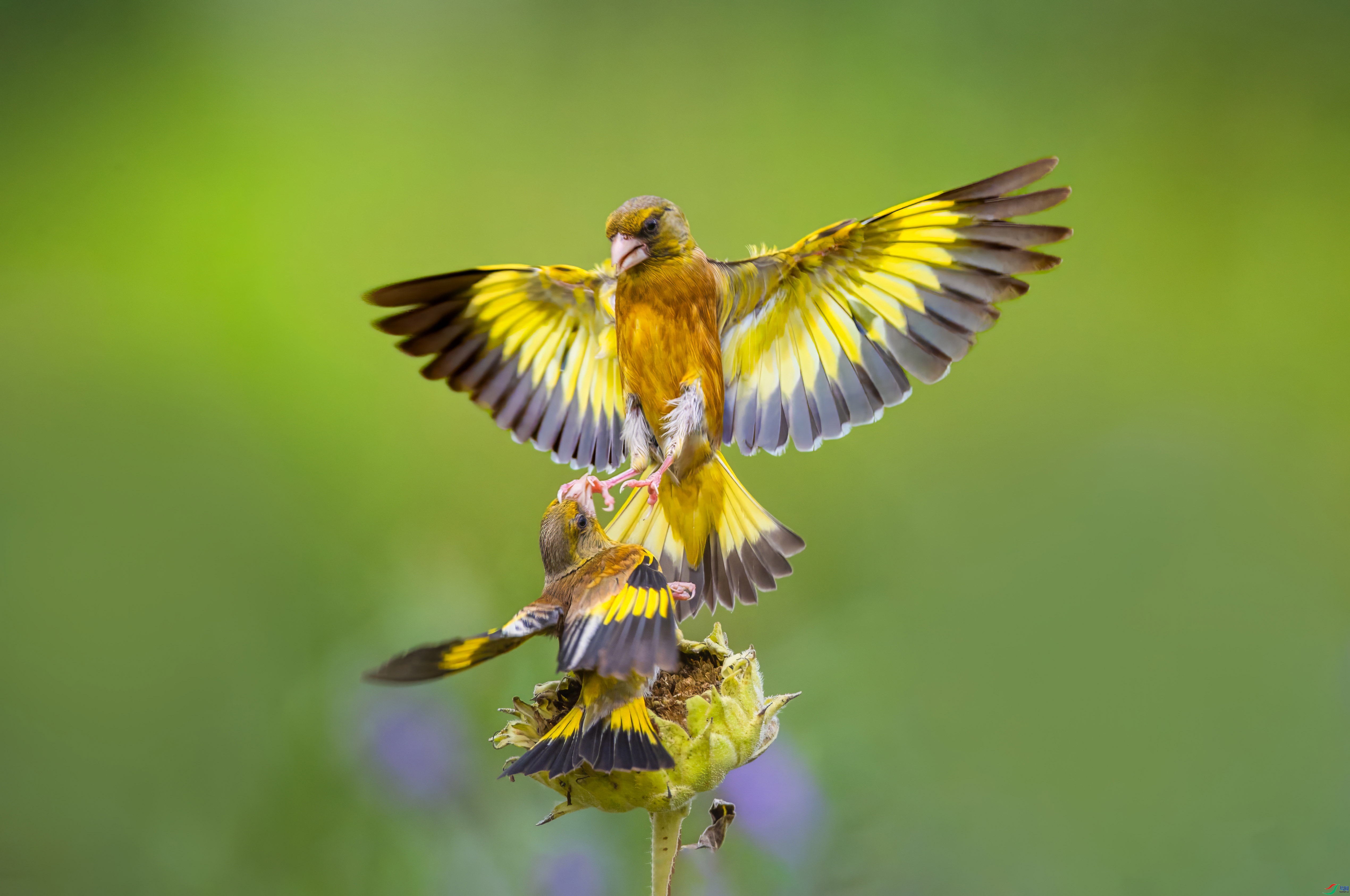 1.25С������ʦ��Ʒ   ��̤��ף���ٻ����������.jpg