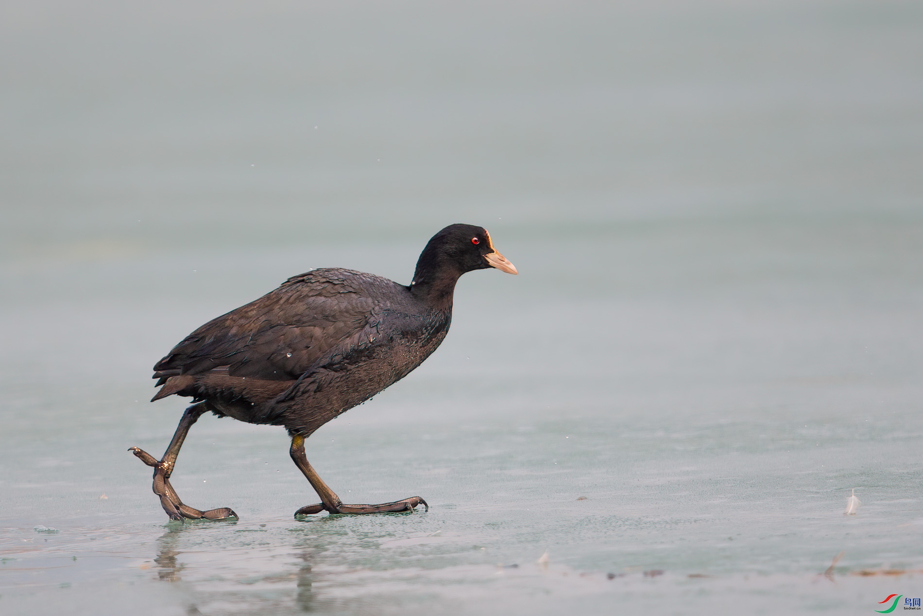 AQ4P9845-1.jpg
