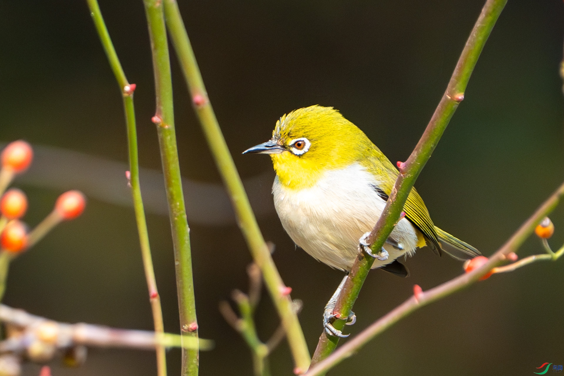 DSC05130-����ǿ-NR ����.jpg