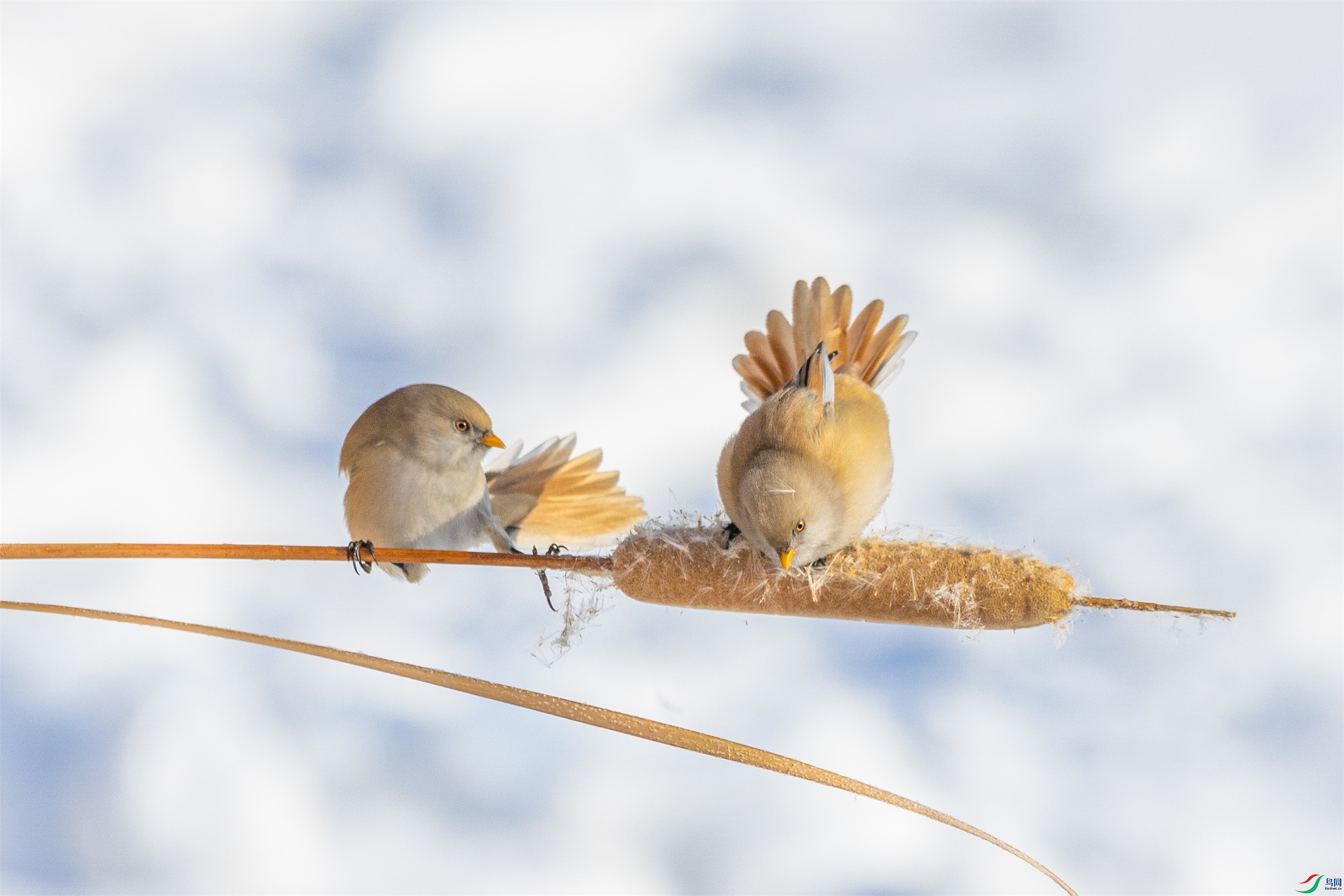 1K3A2890 ����1.jpg