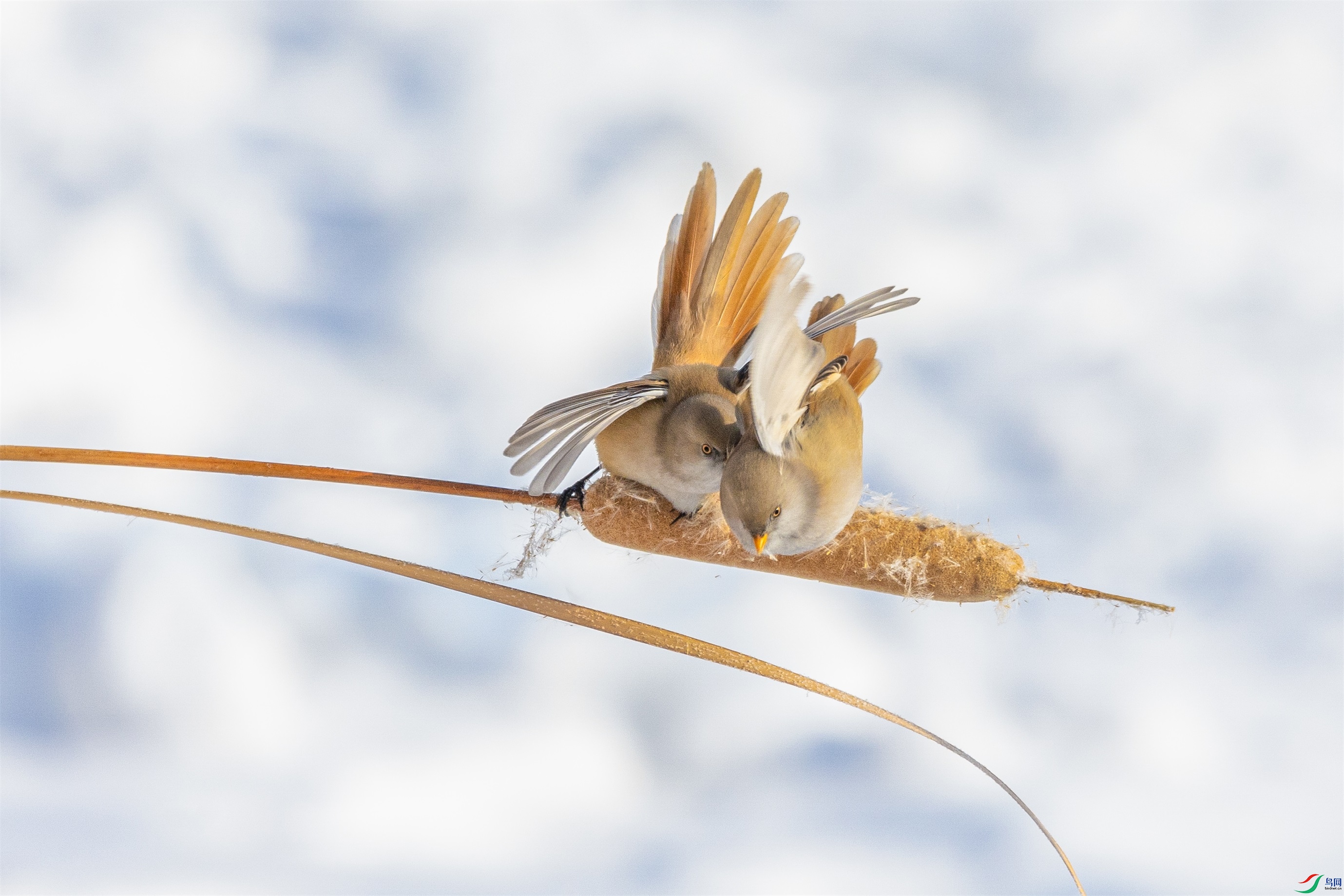 1K3A2893 ����1.jpg