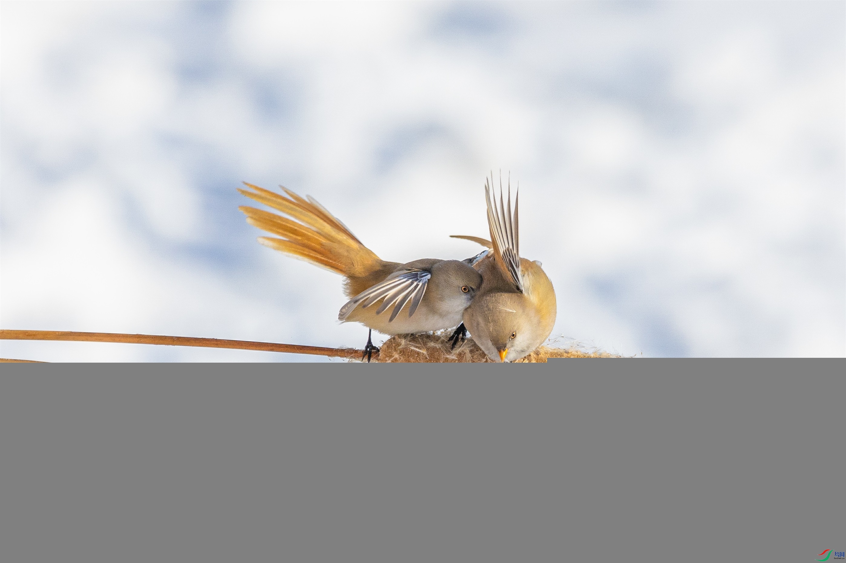 1K3A2892 ����1.jpg