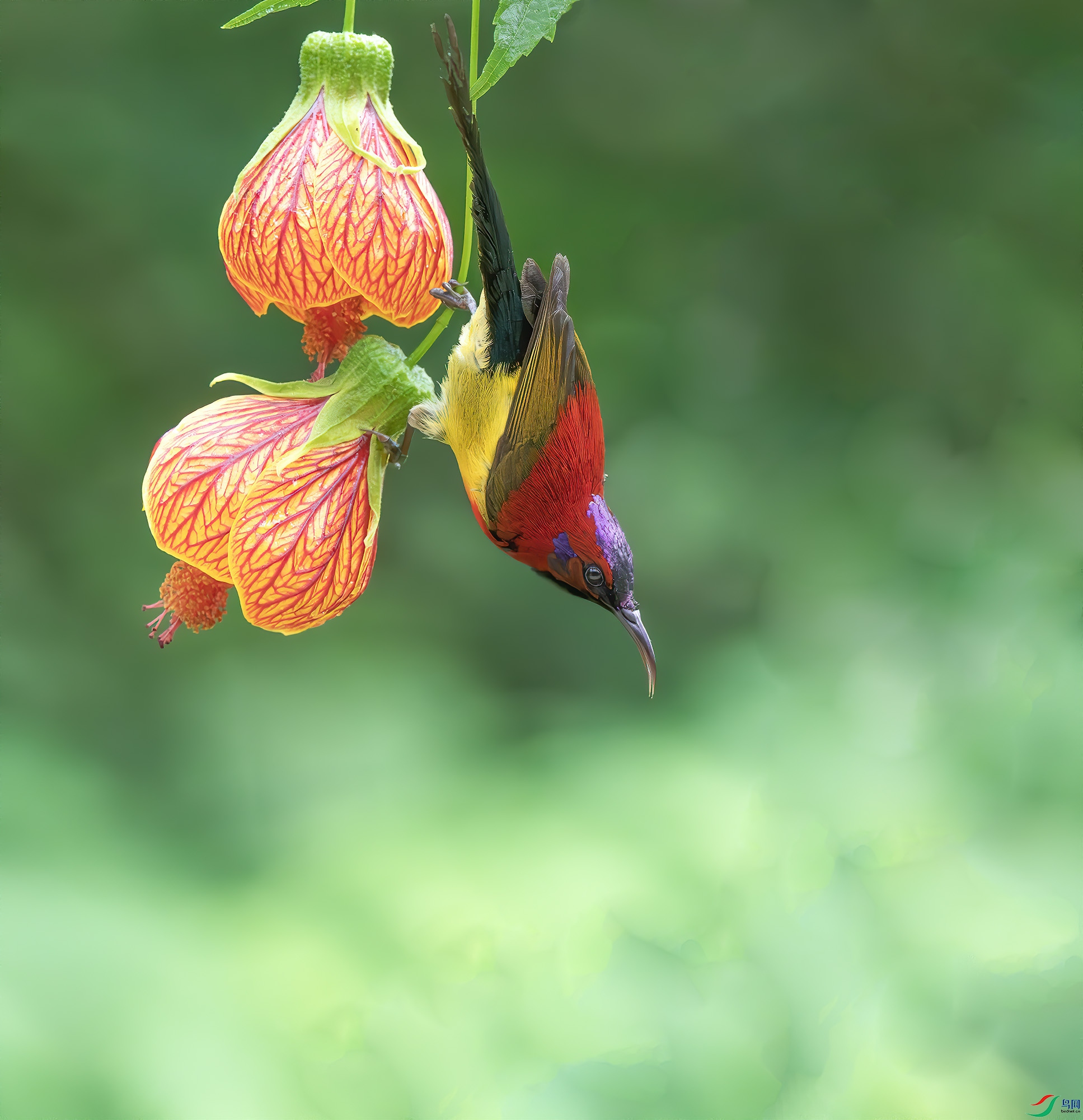 _Y212915-����ǿ-NR.jpg