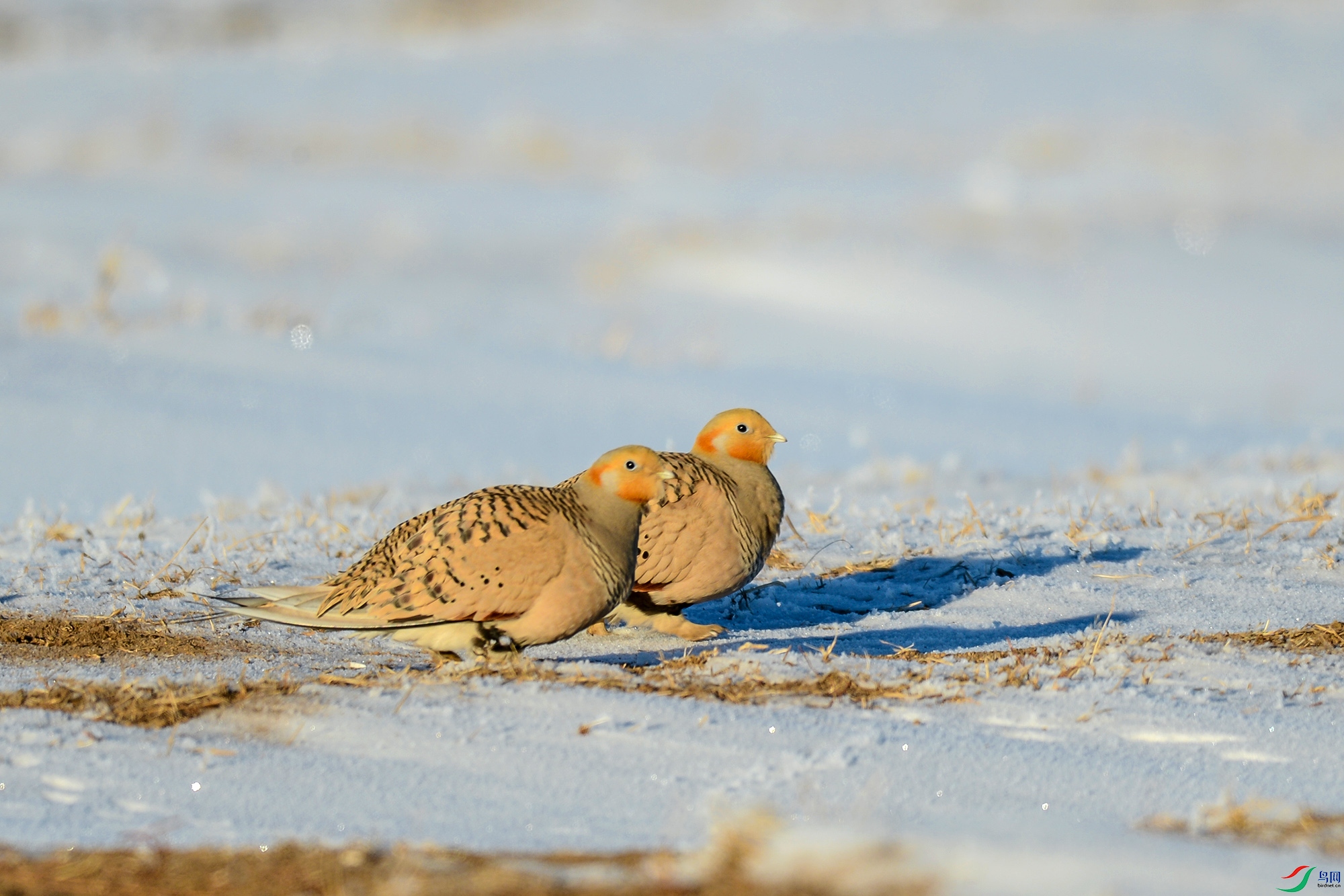 DSC_5424.JPG