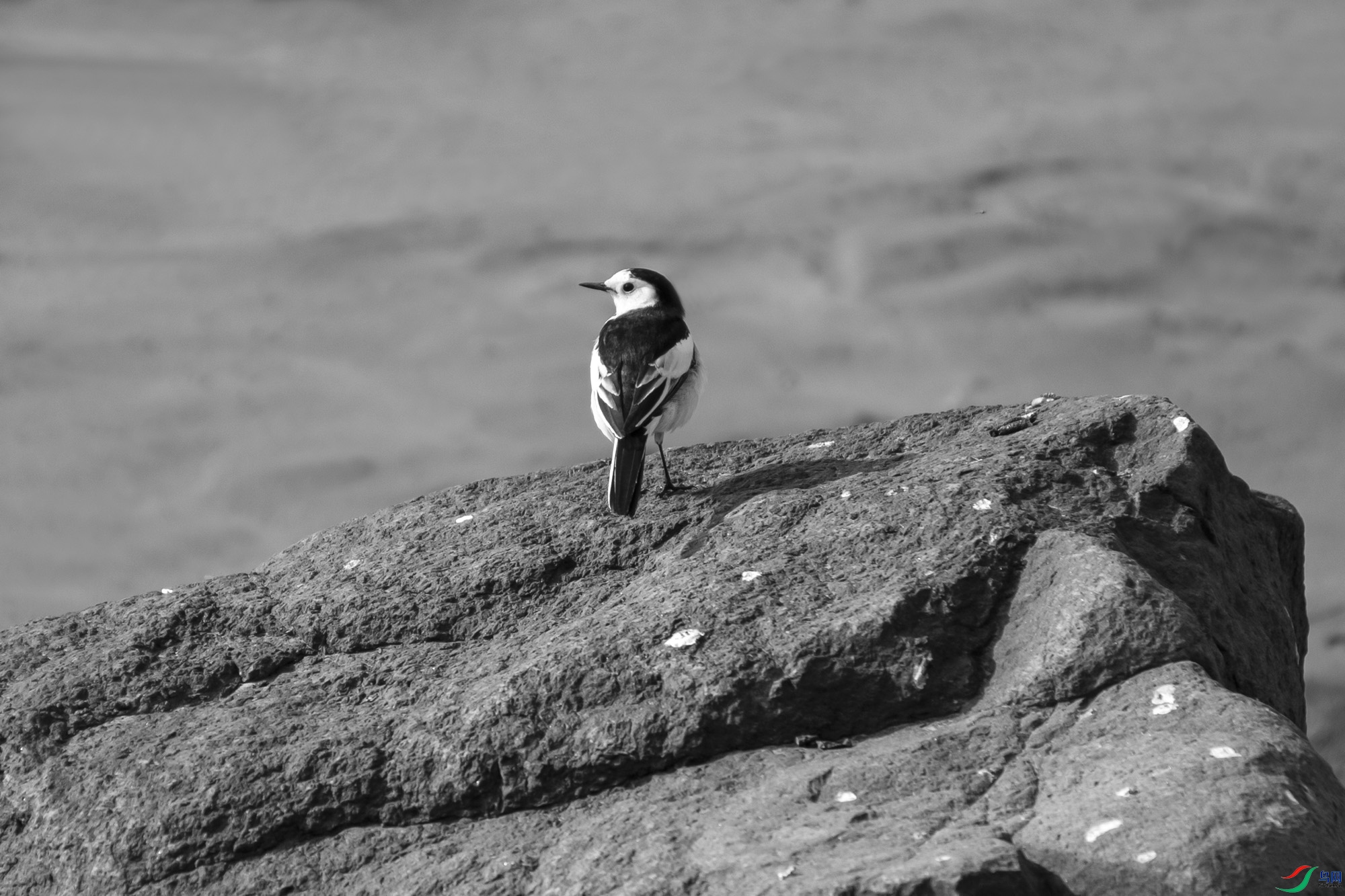 DSC_07960.jpg