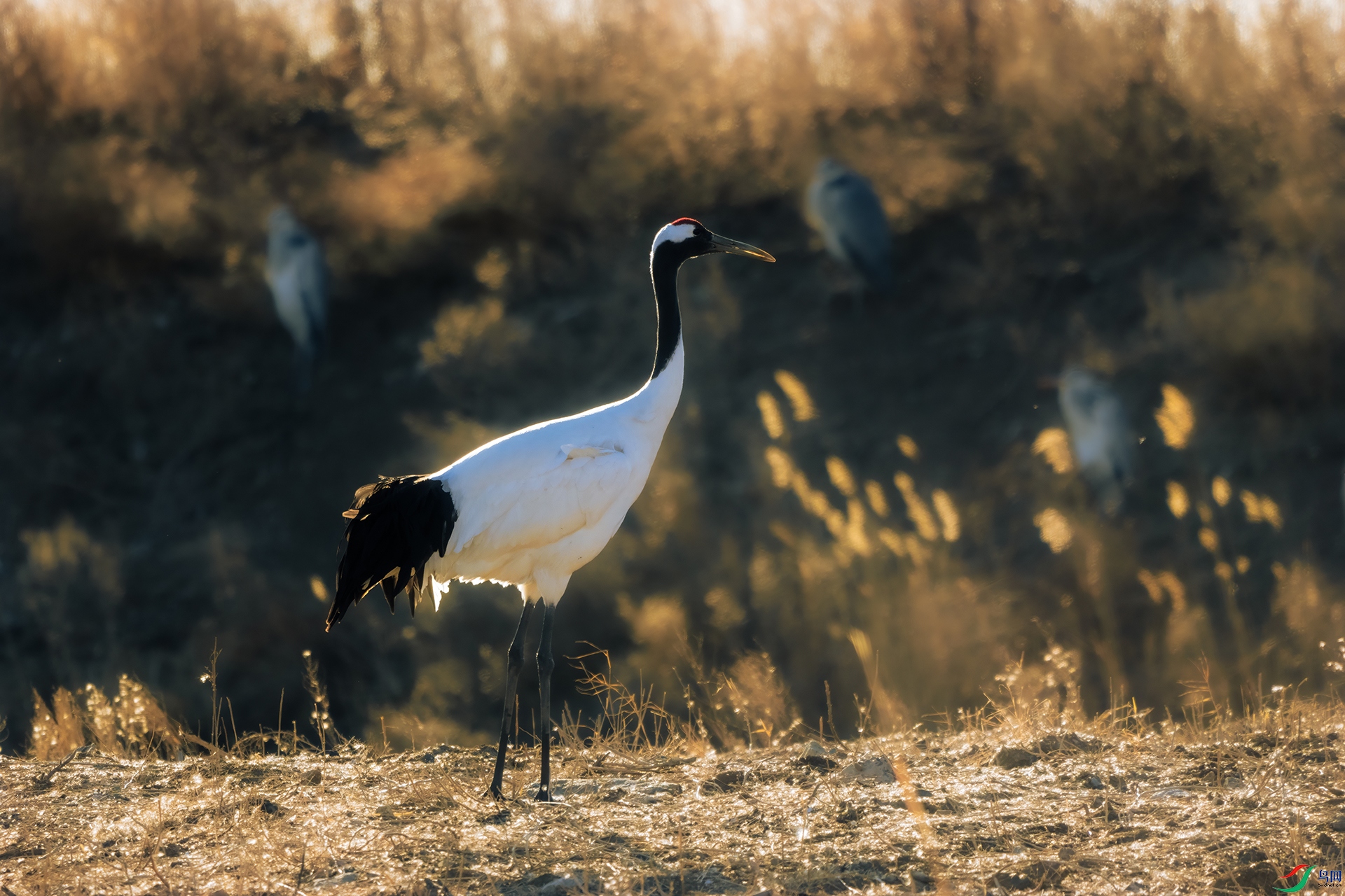 DSC02474 ����.jpg