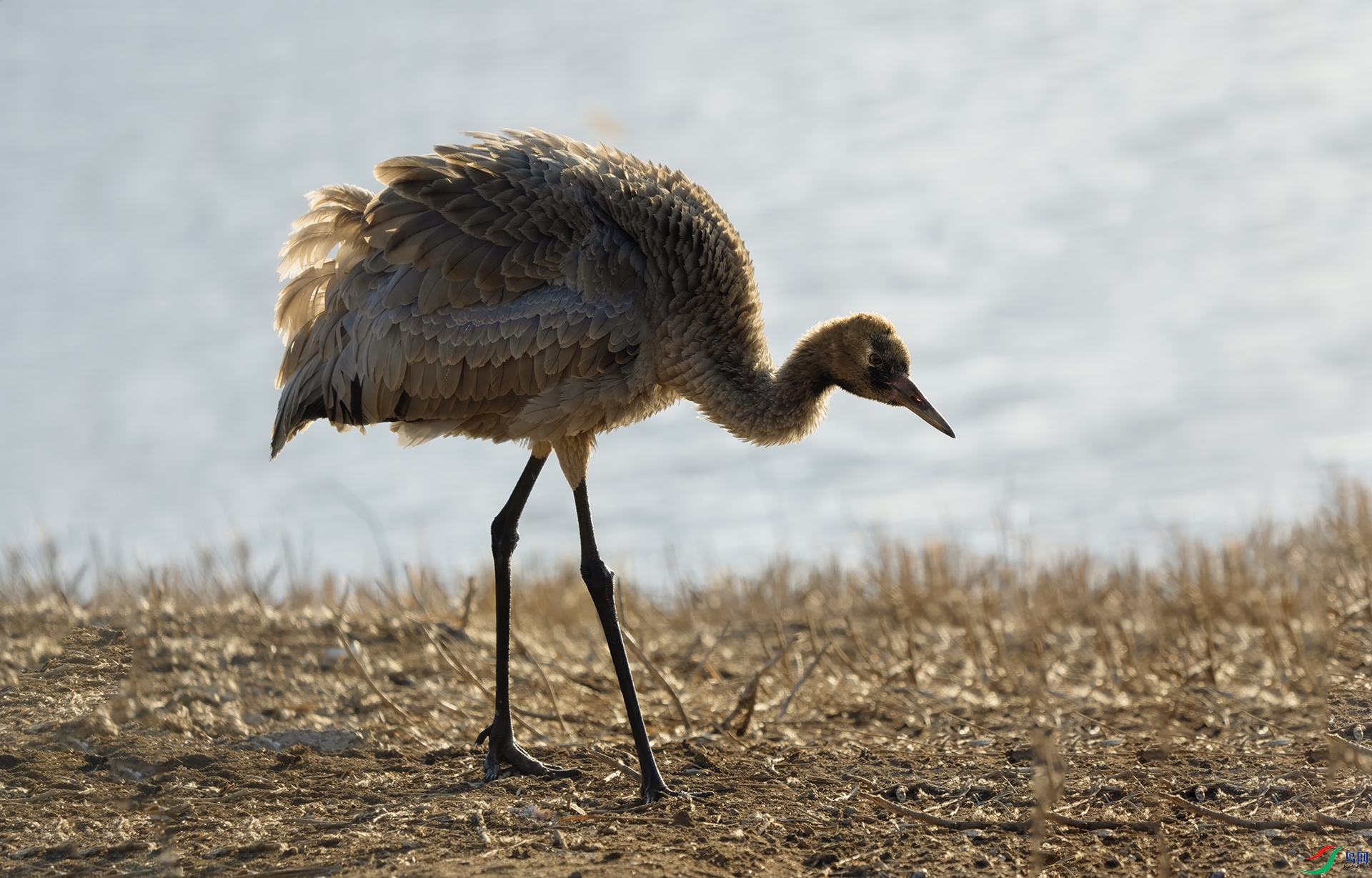 DSC03142 ����.jpg