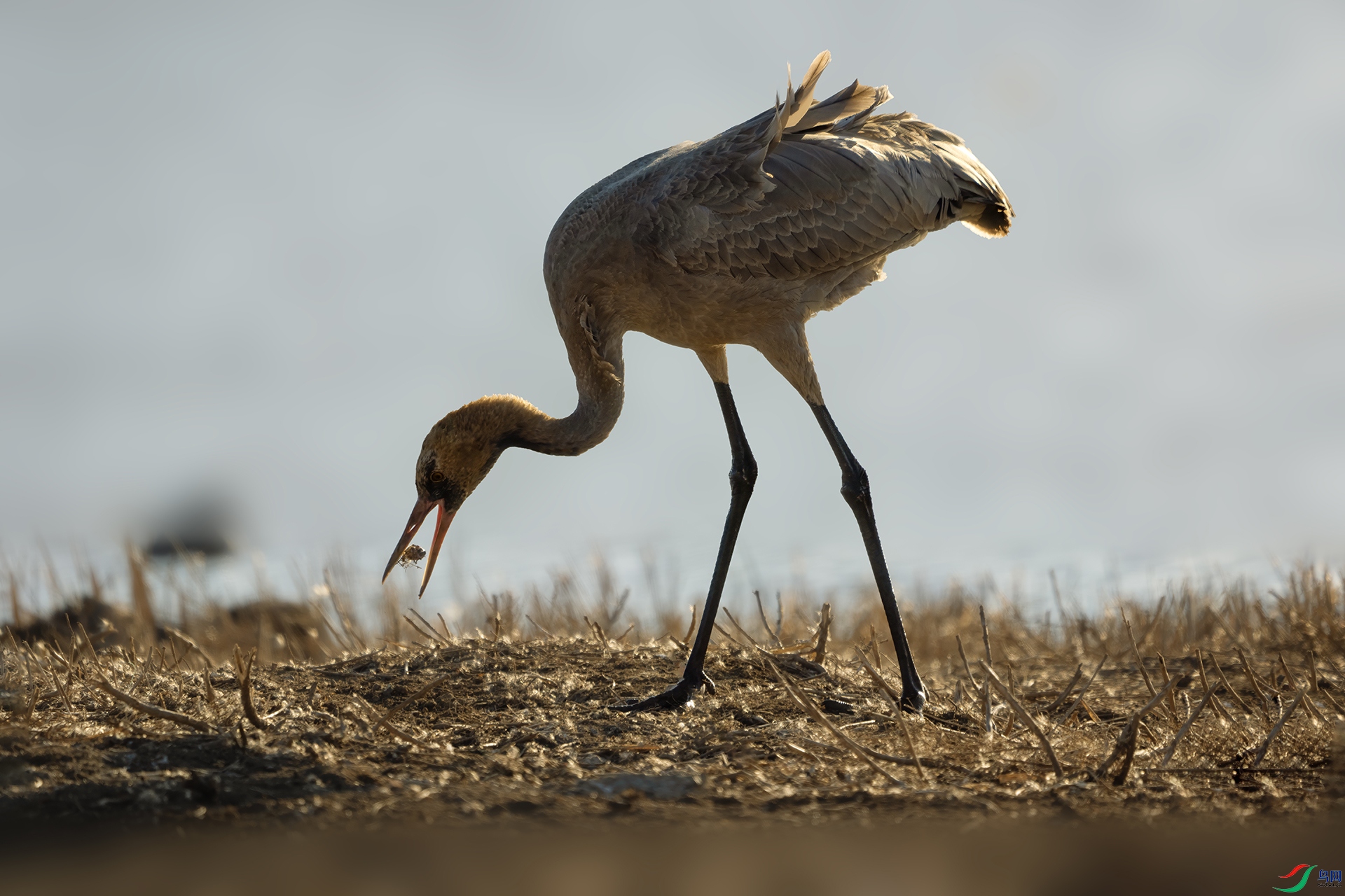 DSC03079 ����.jpg