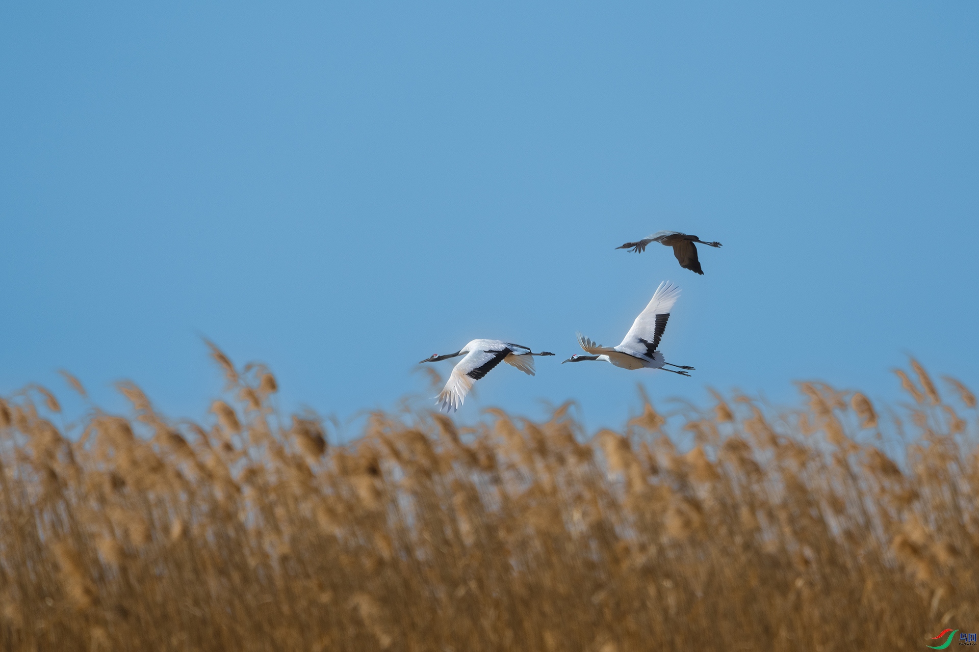 DSC02396 ����.jpg