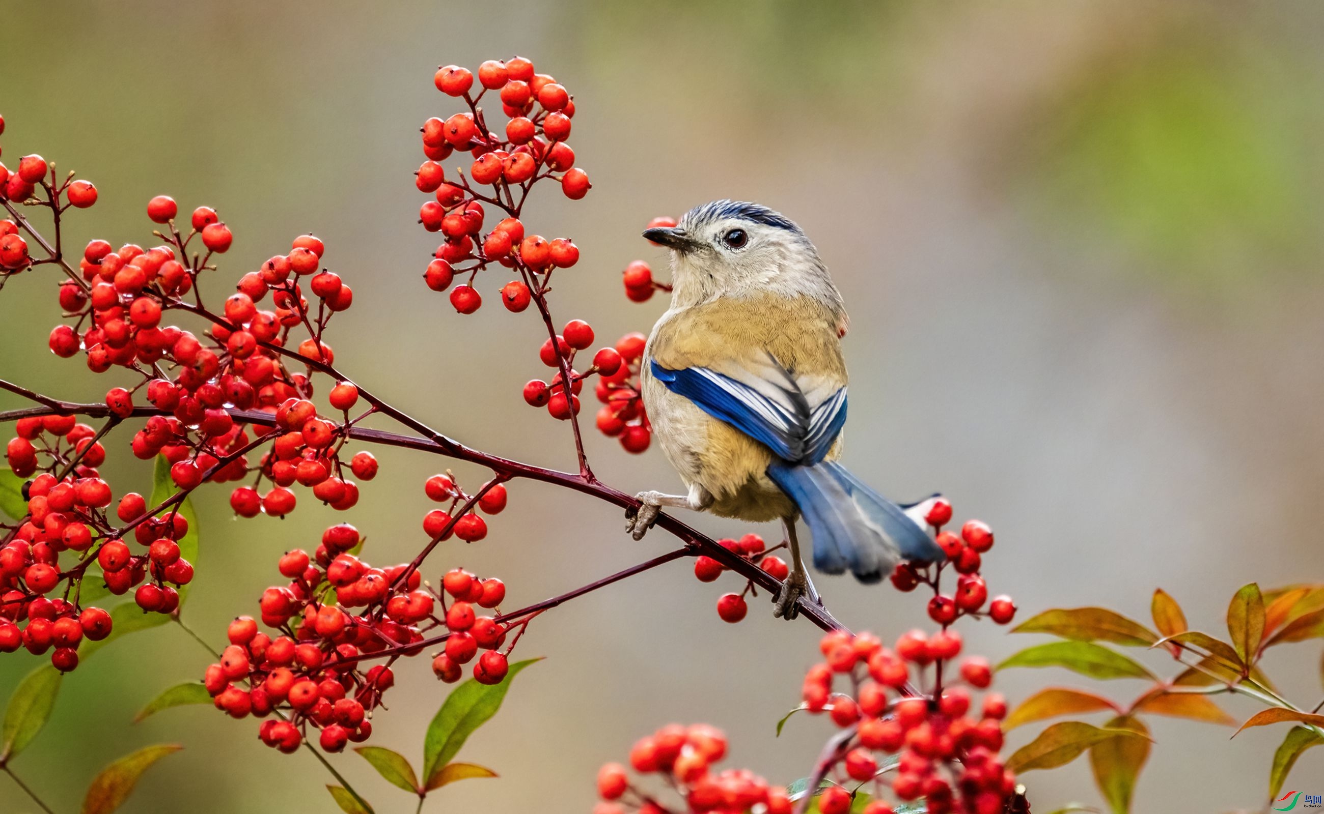 ����ϣ��