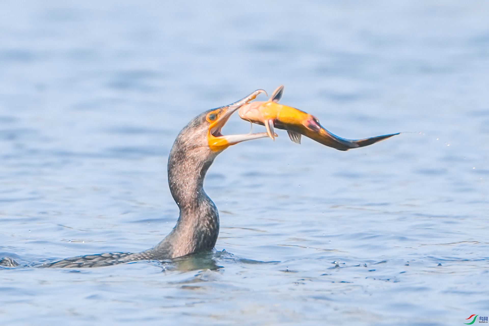 DSC02506 ����1.jpg