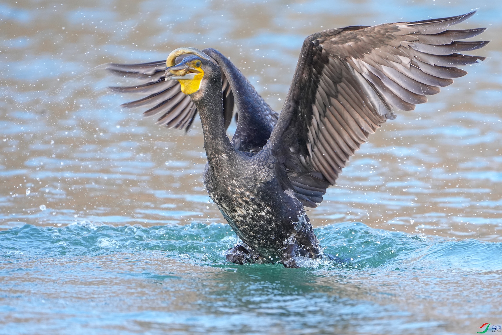 DSC02816 ����.jpg