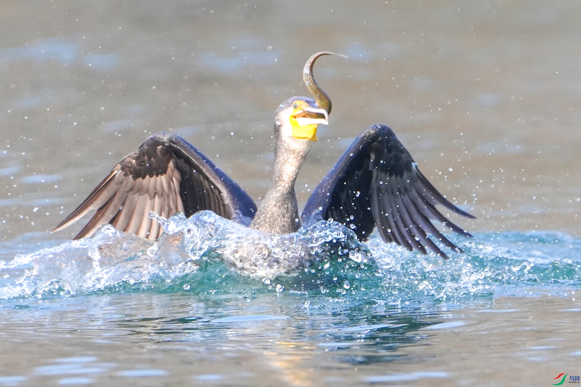 DSC02896 ����1.jpg