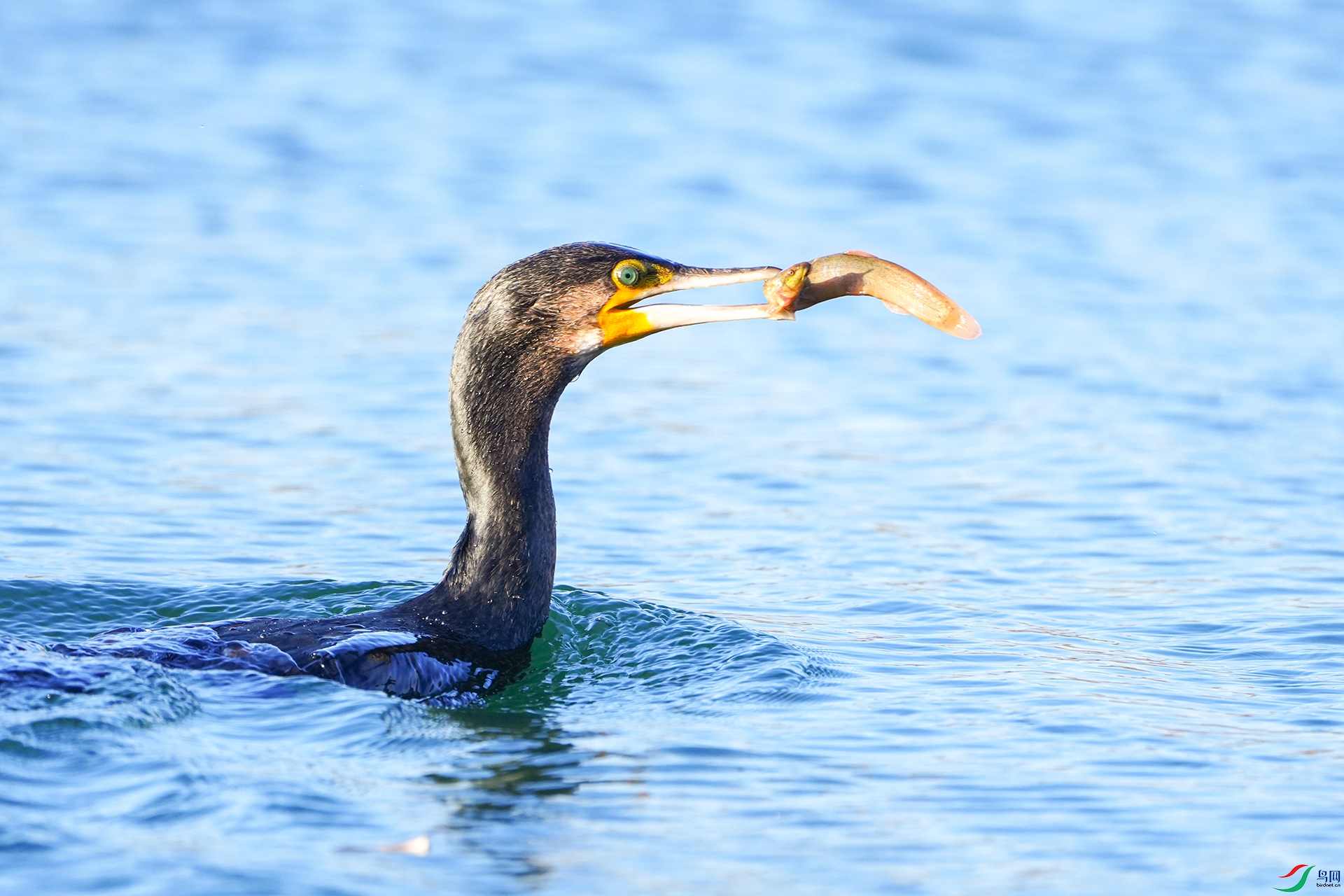 DSC04336 ����.jpg