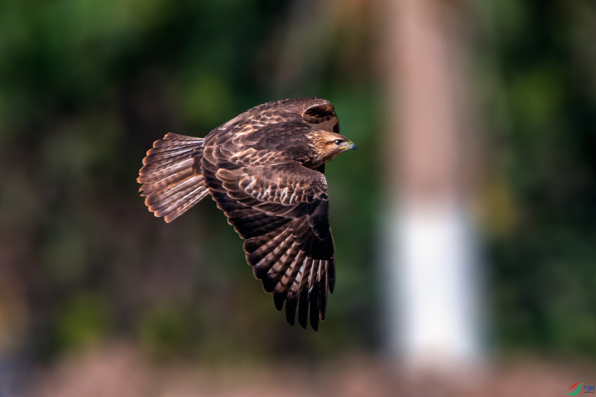 ��_AUU3037��ϲɽ