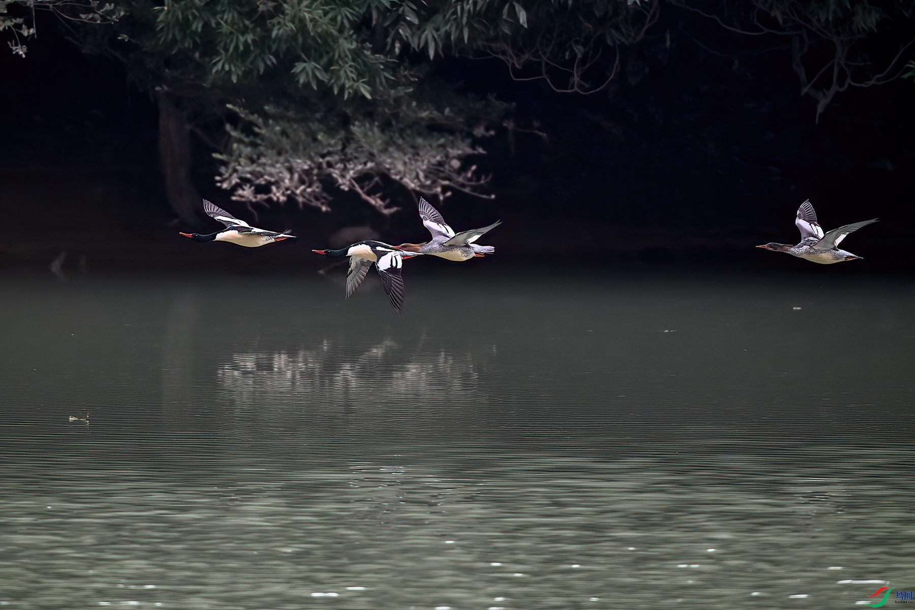 DSC_6819-DeNoiseAI-clear (1).JPG