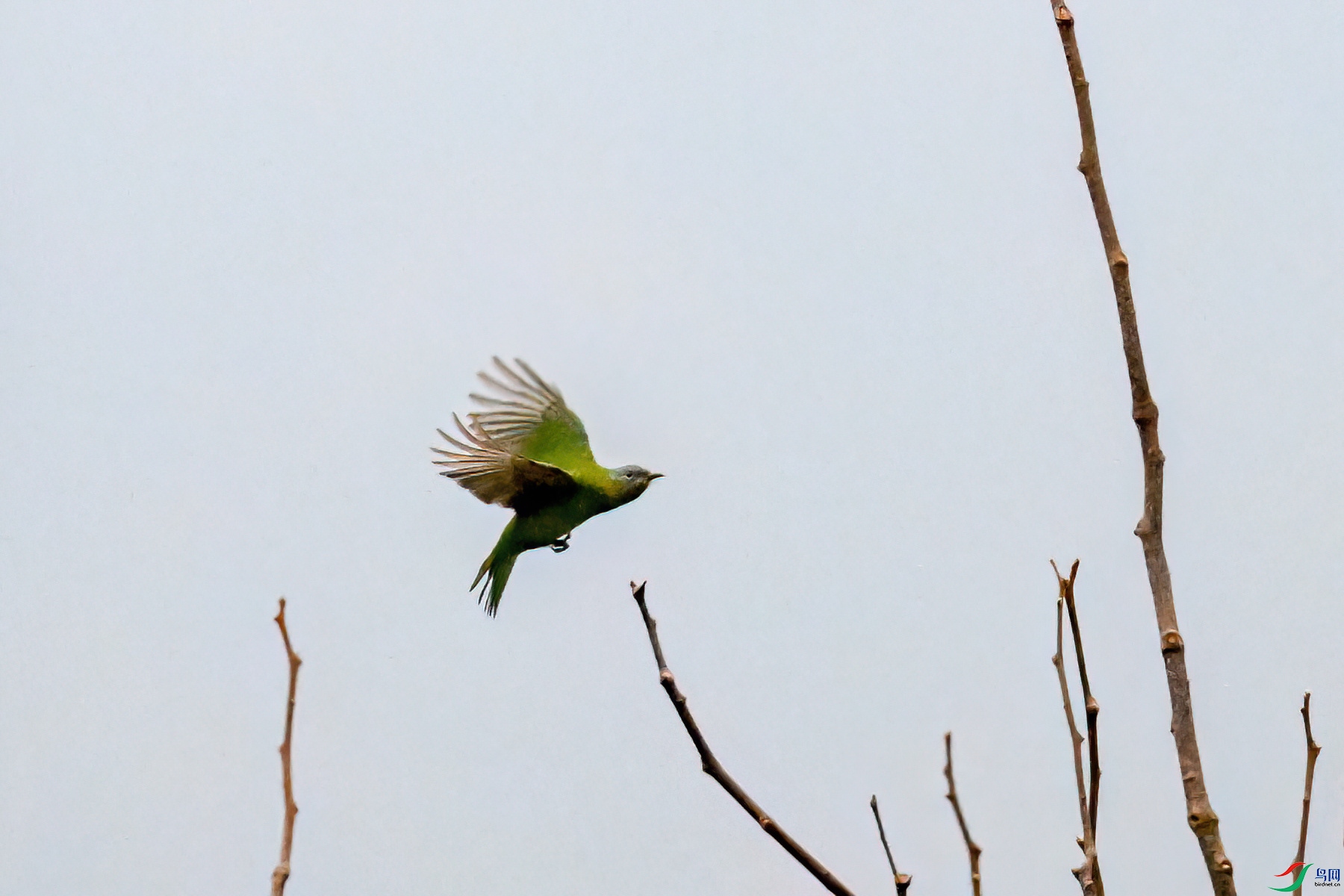 DSC_6541-DeNoiseAI-low-light (1).JPG