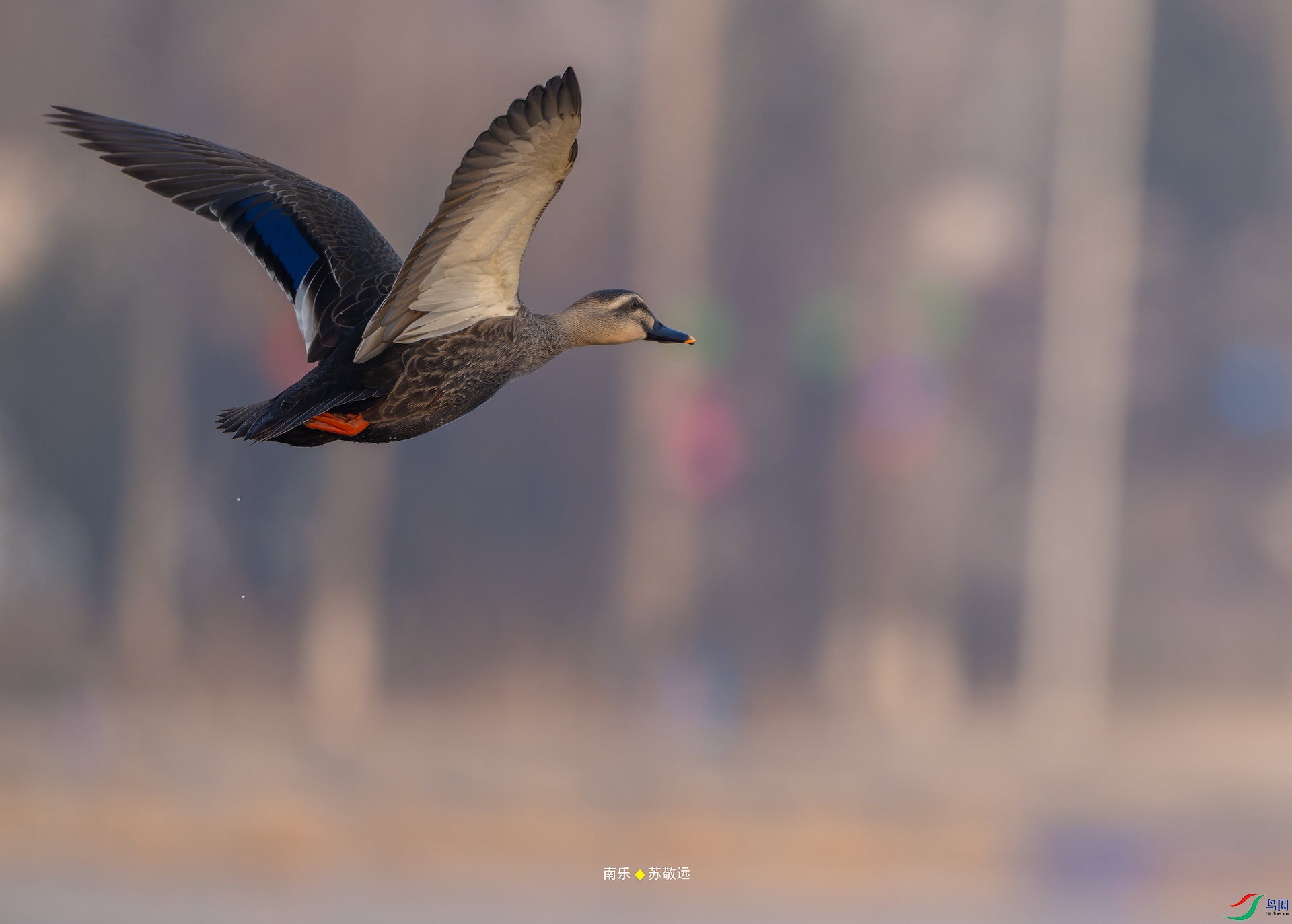 _DSC1885-NEF_DxOС.jpg