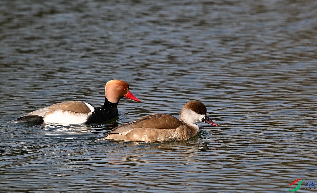 DSC_6542.JPG