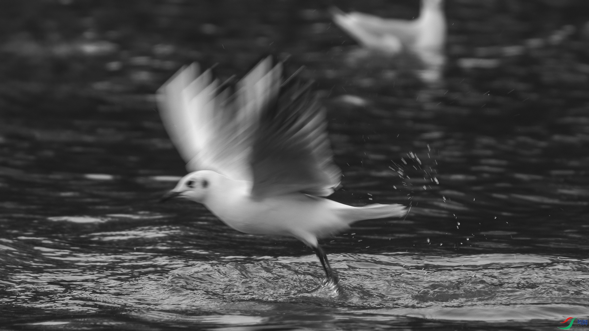 DSC09492 ����.jpg