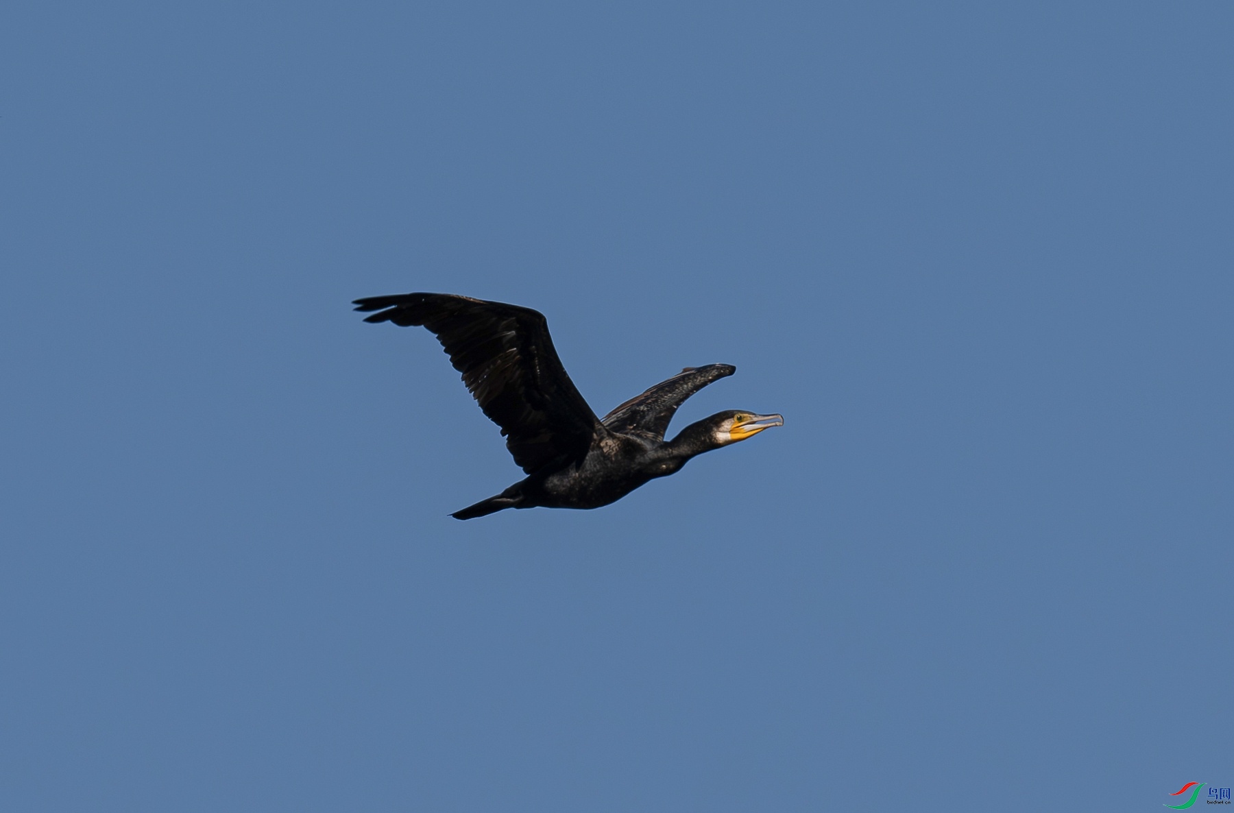 _DSC0507f.jpg