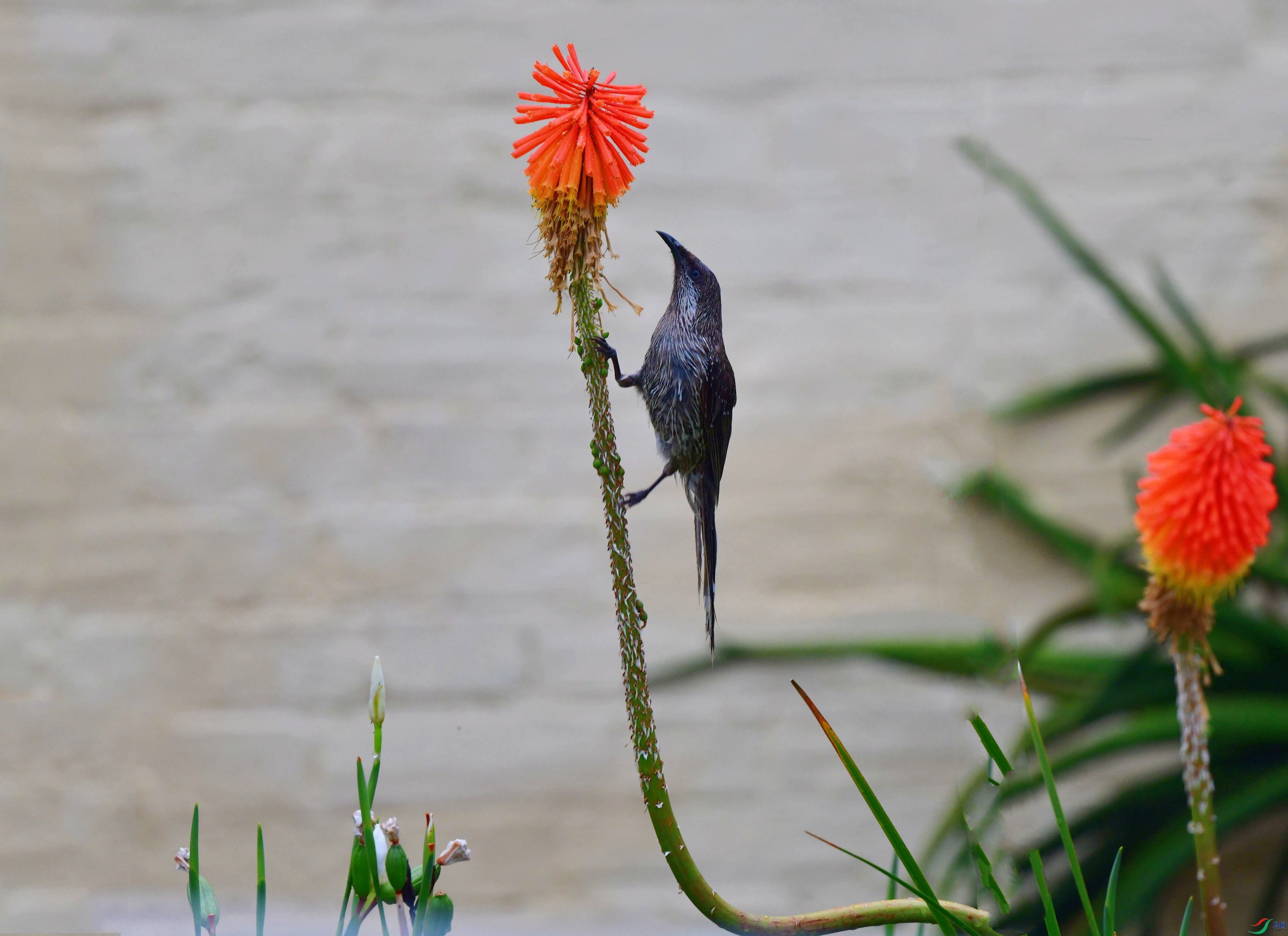 DSC_0445_��ͼ��_����.jpg