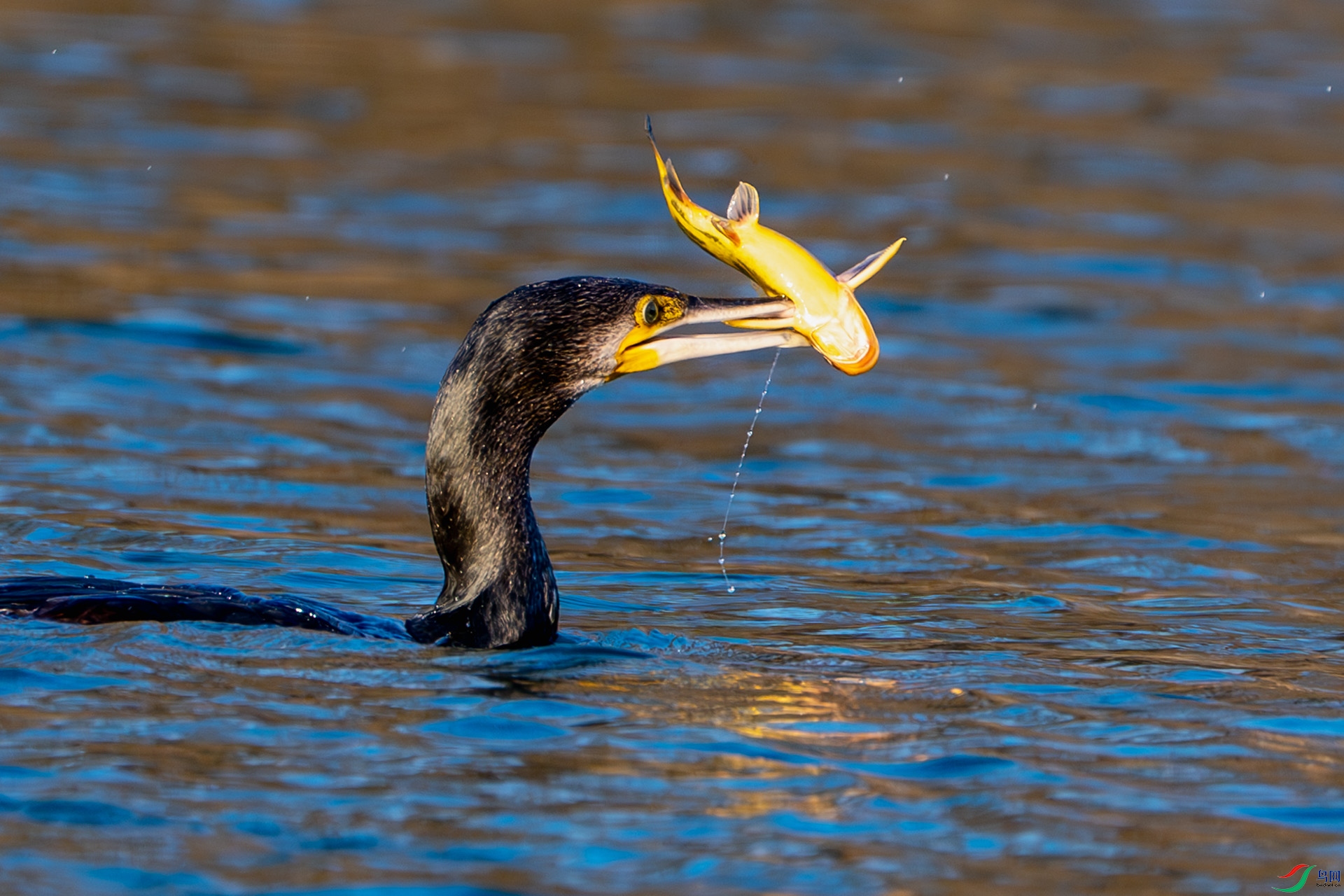 DSC04488-����ǿ-NR ����.jpg