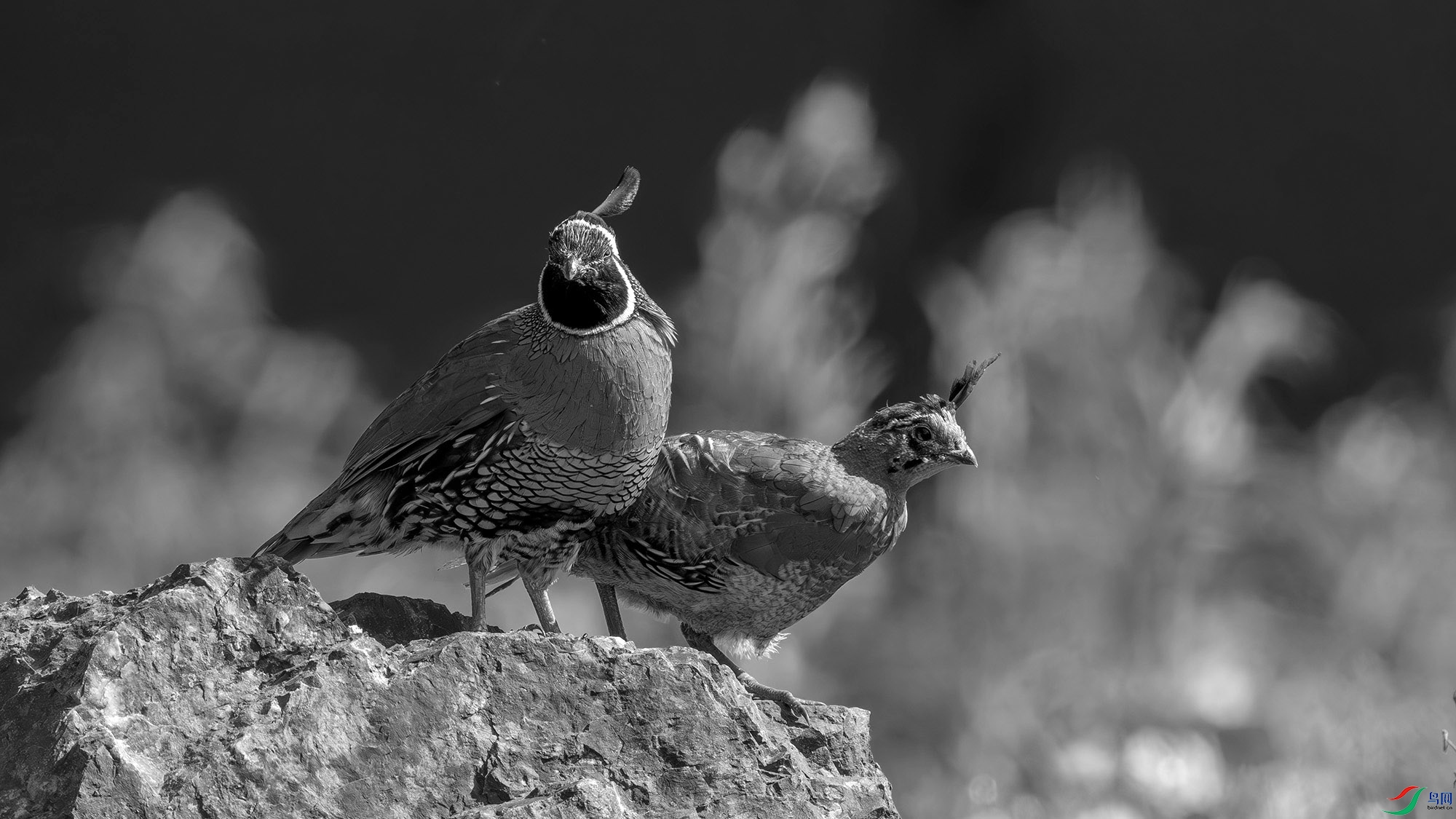 DSC04931-x h.jpg