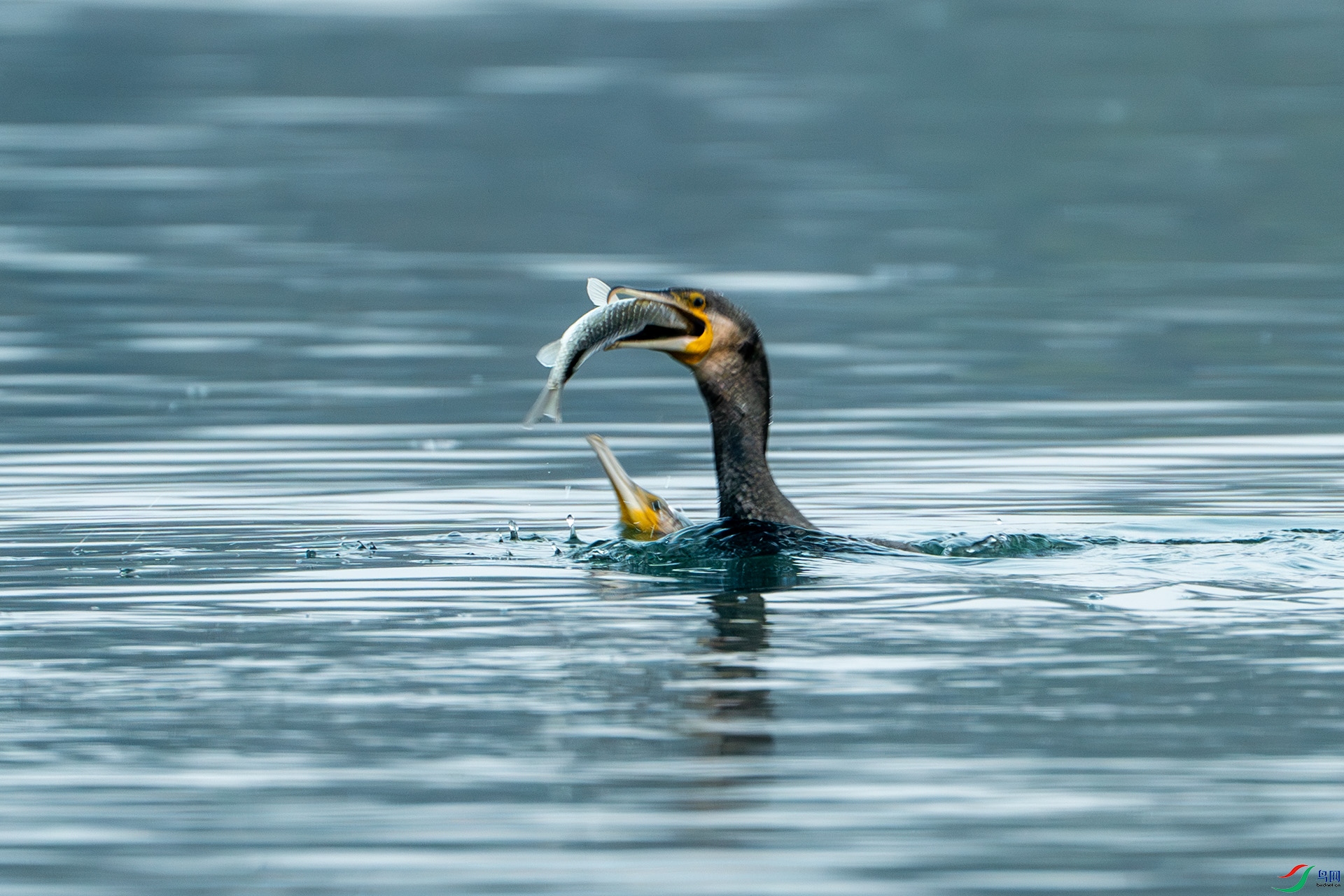 DSC08952-����ǿ-NR ����.jpg