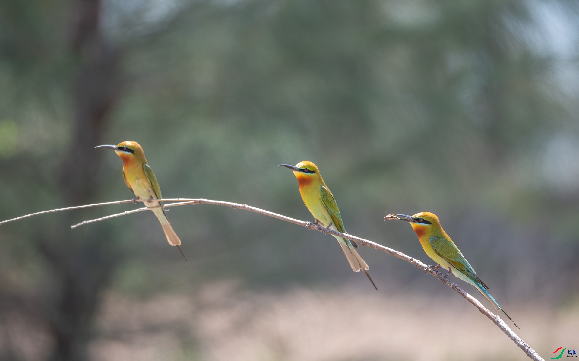 DSC_7419-1.jpg