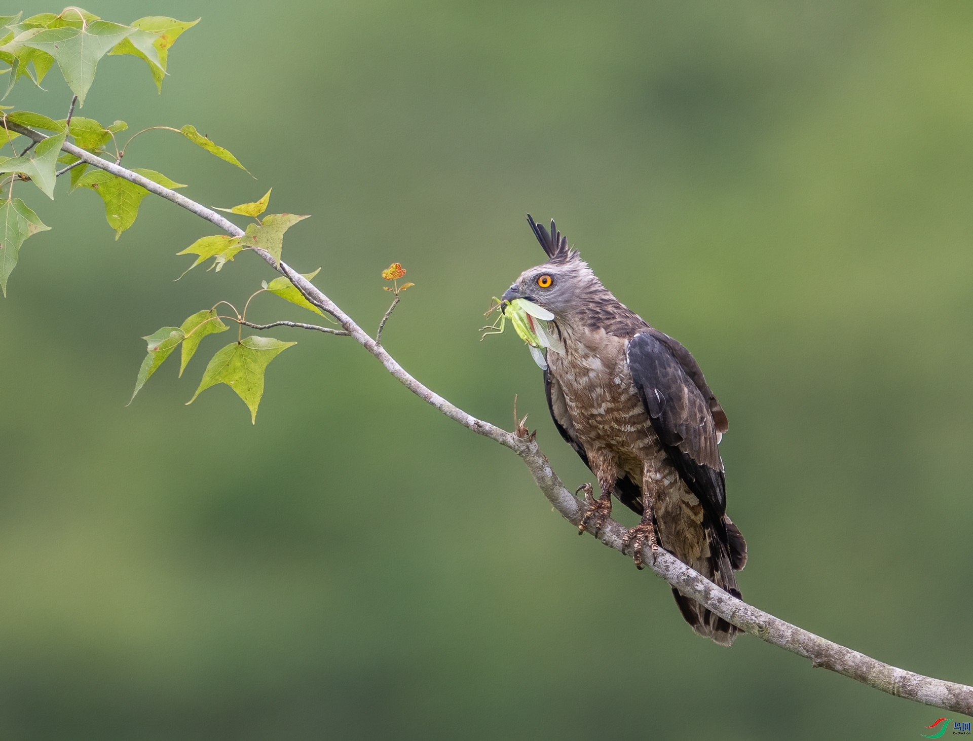 DSC_4250-1.jpg