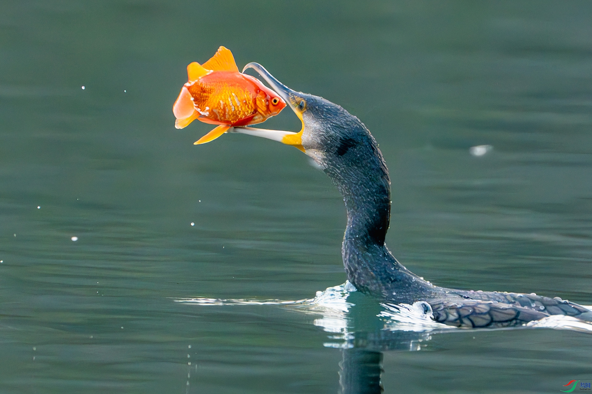 DSC08968-����ǿ-NR ����.jpg