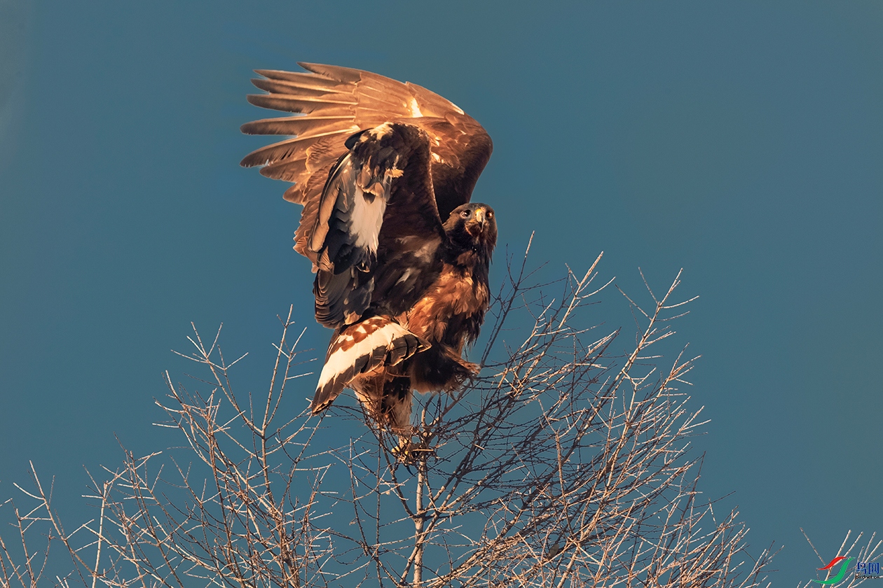 ���----��ӥҪ�Ѹ�֦ռ