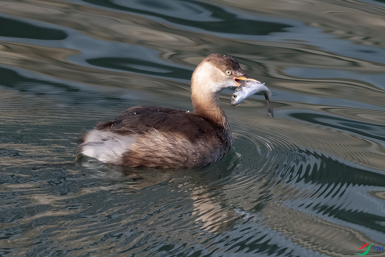 DSC_1218--.jpg