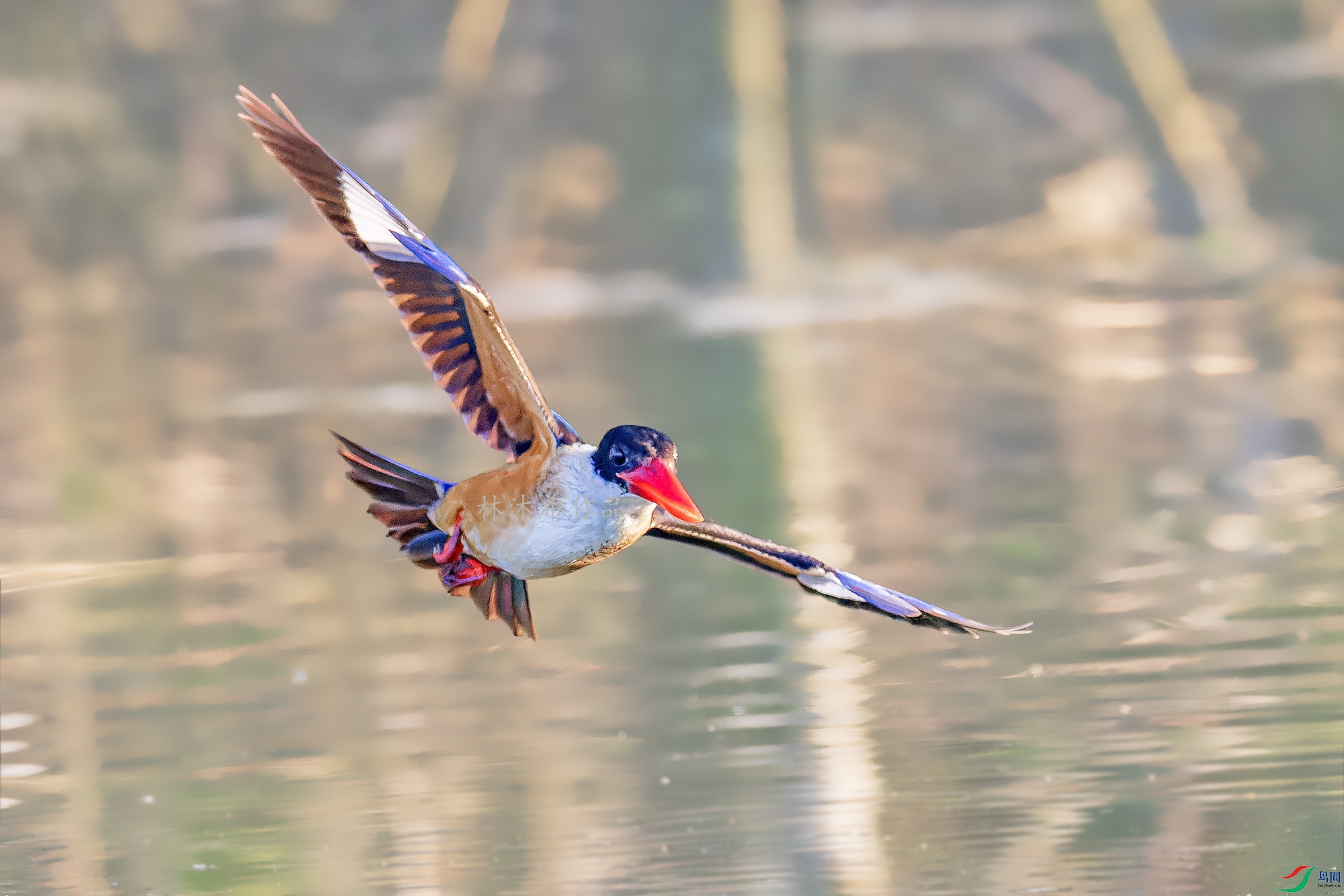 _97A7175-CR3 copy.jpg