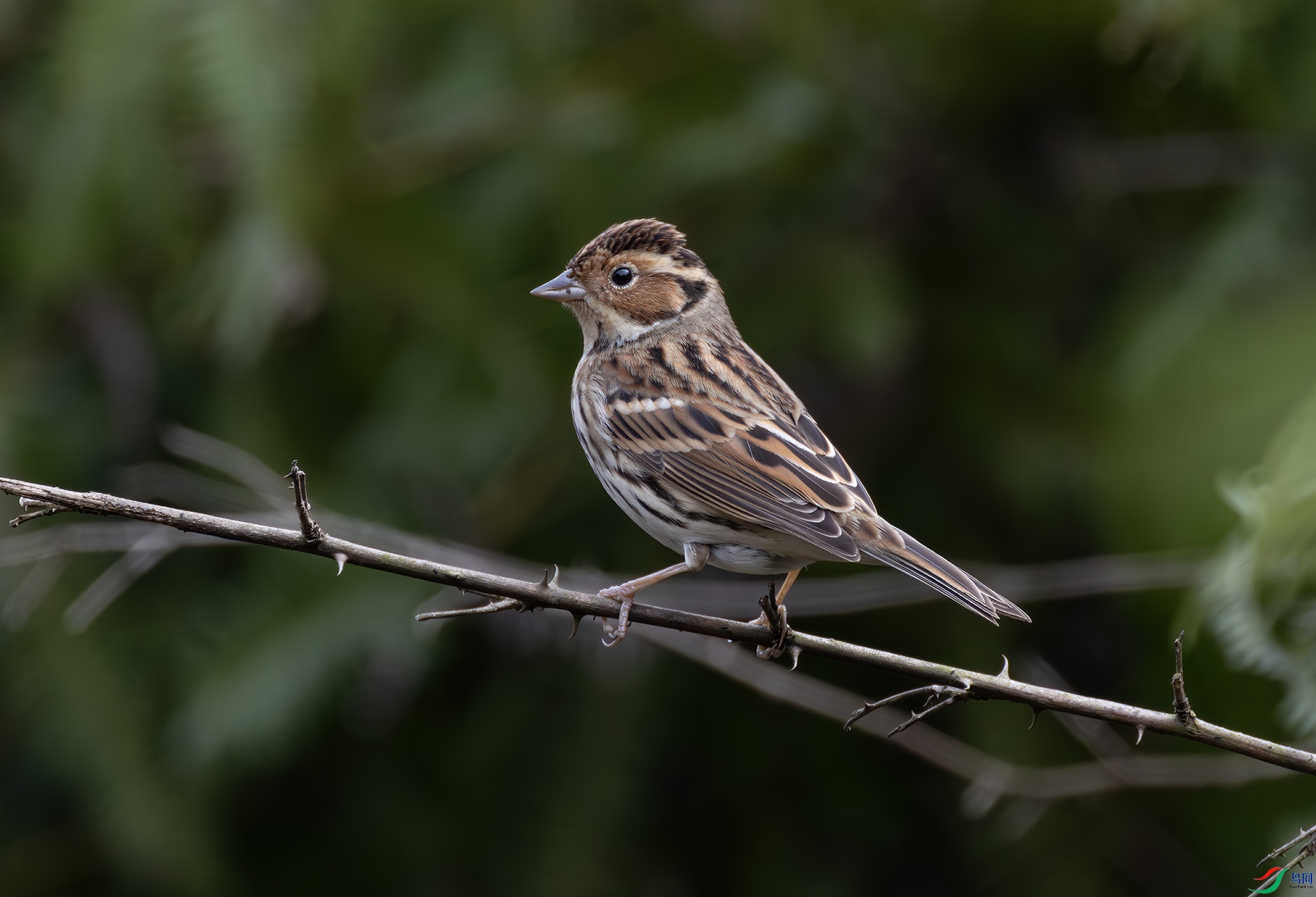 2I1A0431-����ǿ-NR ����.jpg