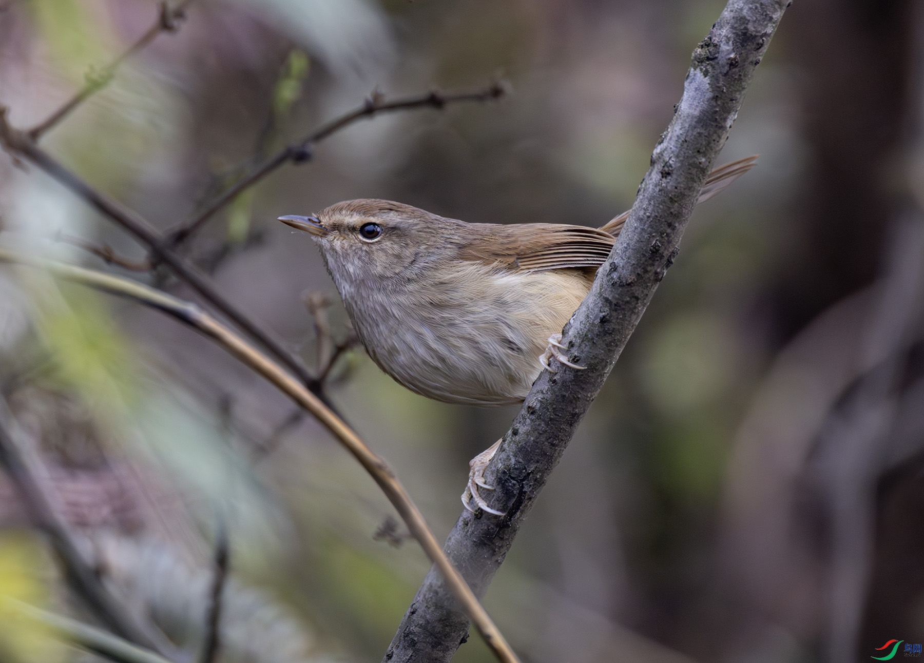 2I1A0864-����ǿ-NR ����.jpg