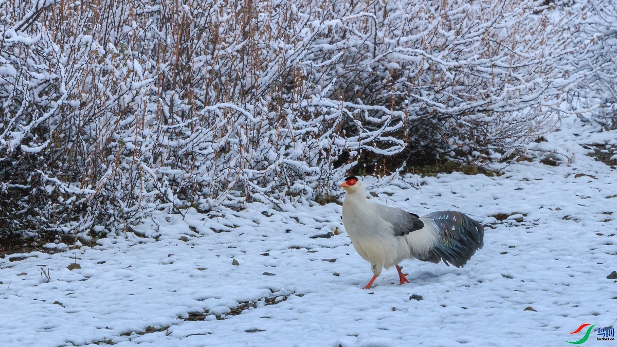 ��װ�ع�������ǰ��  ���� ��ͥ�Ų�YES   ��һ.jpg